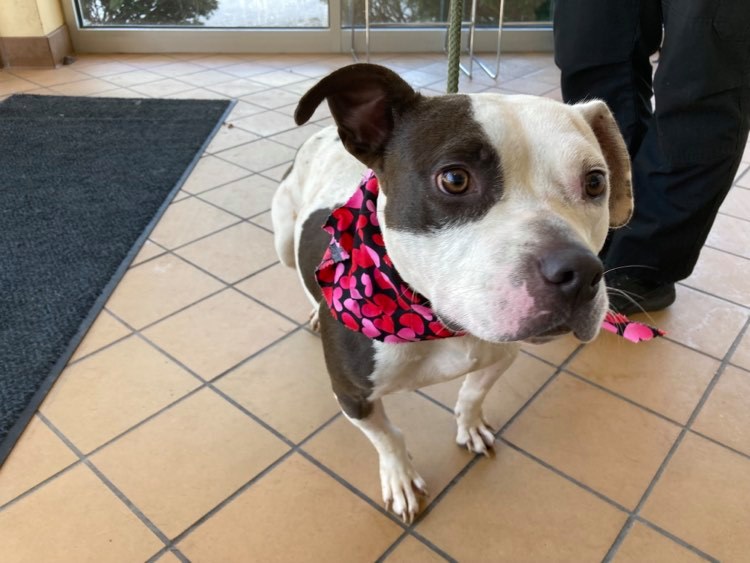 Michigan dog who chewed off own leg garners public support, donations