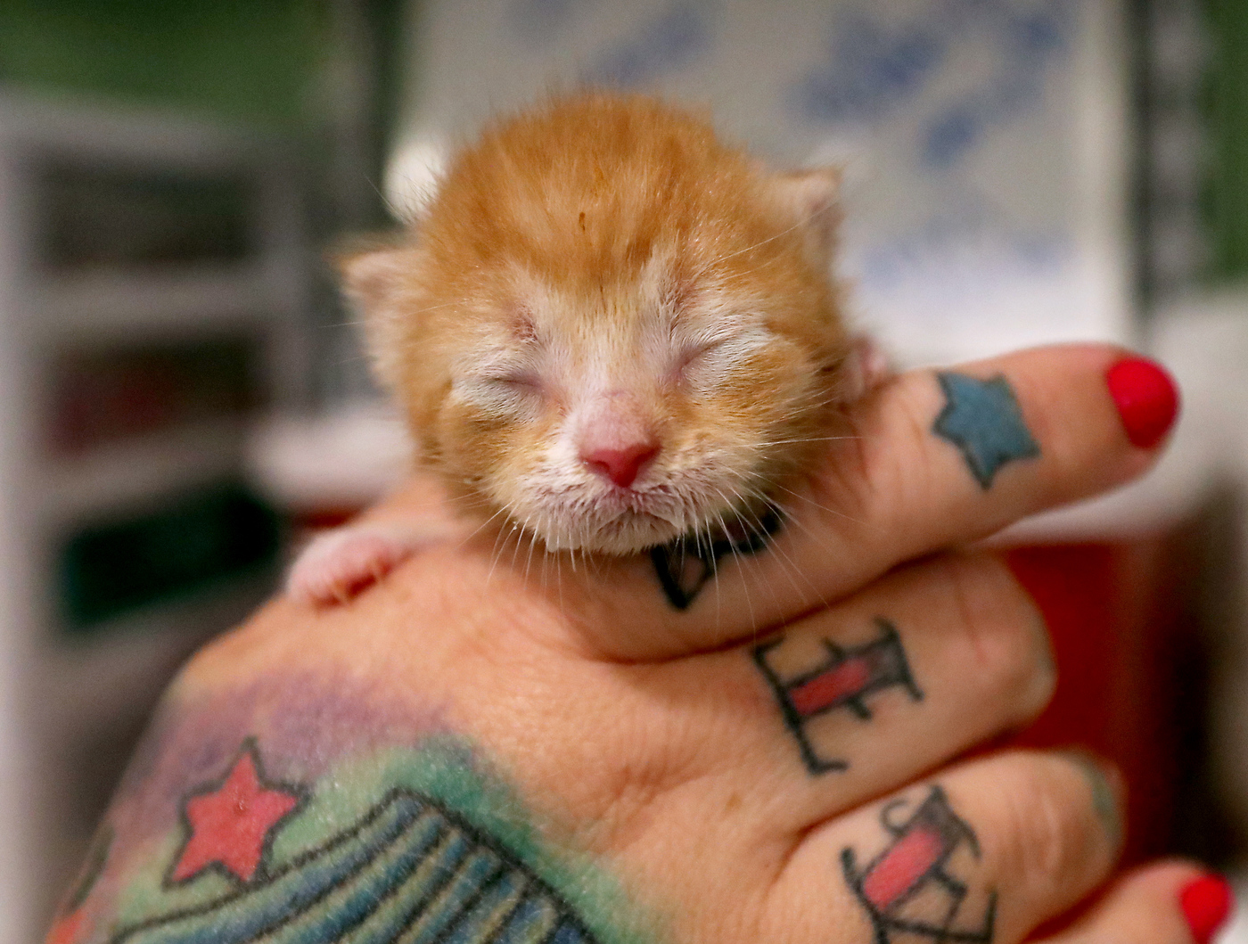 Wim Delvoye is tattooing pigs. Is this cruel?, image size:1400x1059