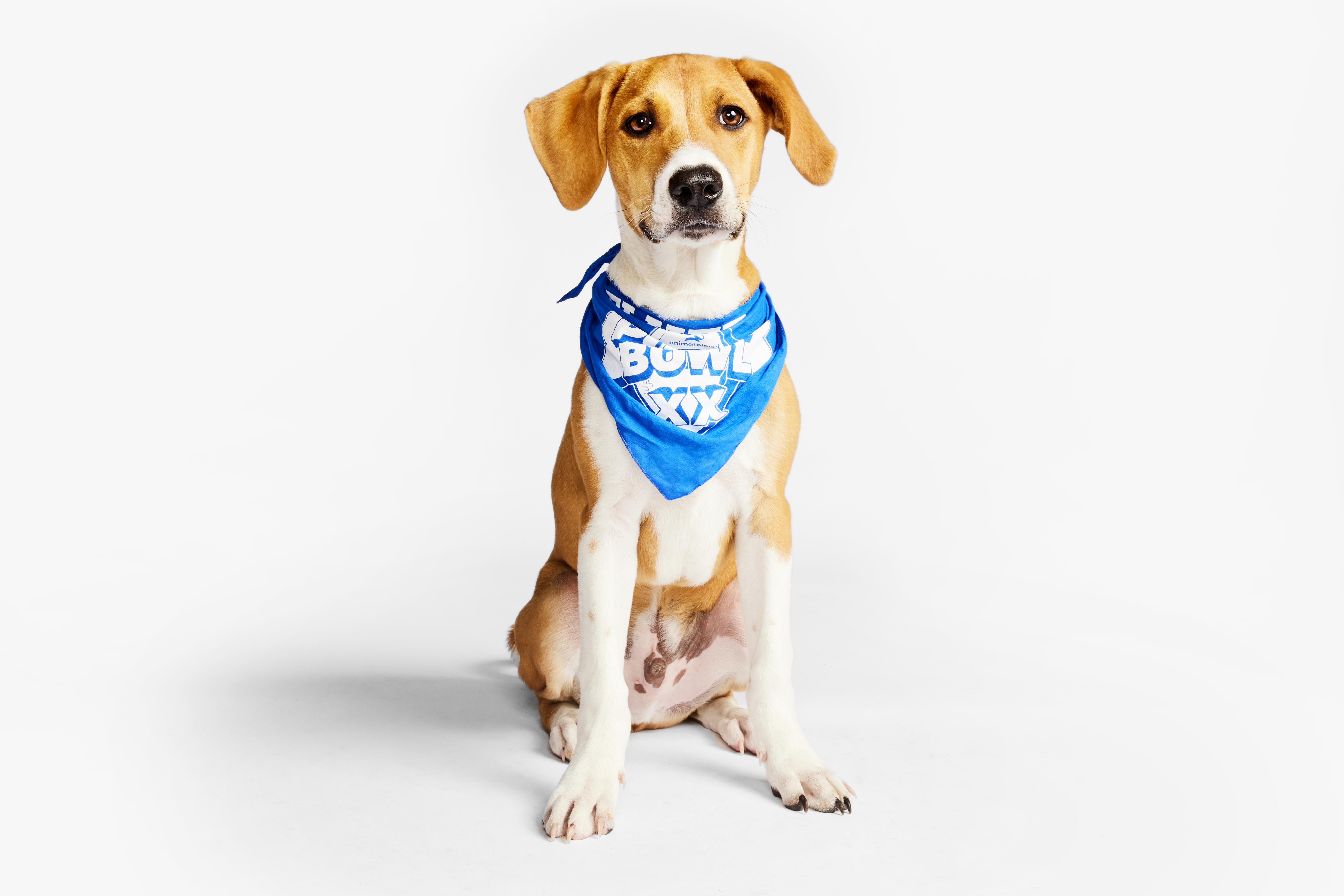 Watch puppy deals bowl online free