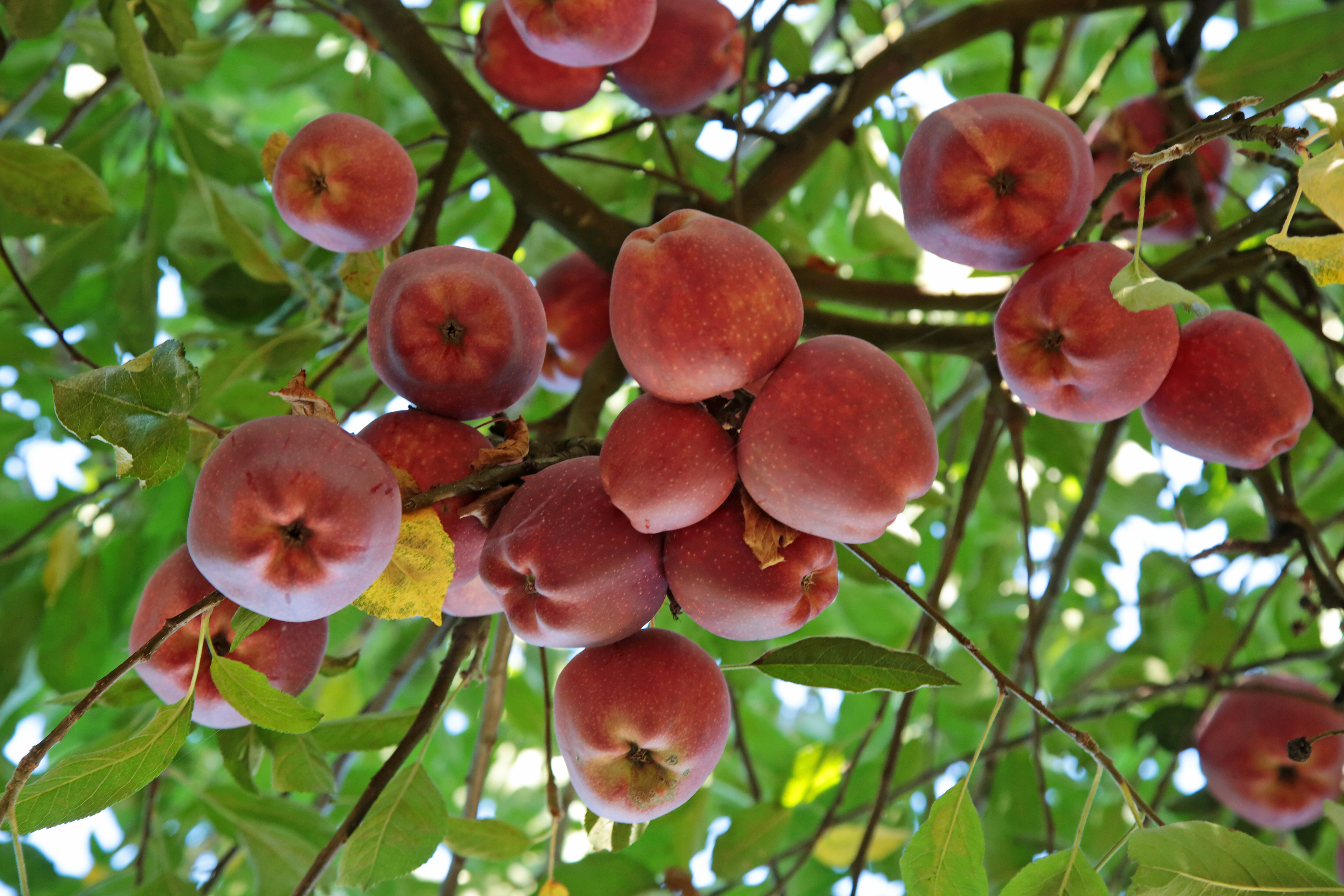 Portland Fruit Tree Project - oregonlive.com