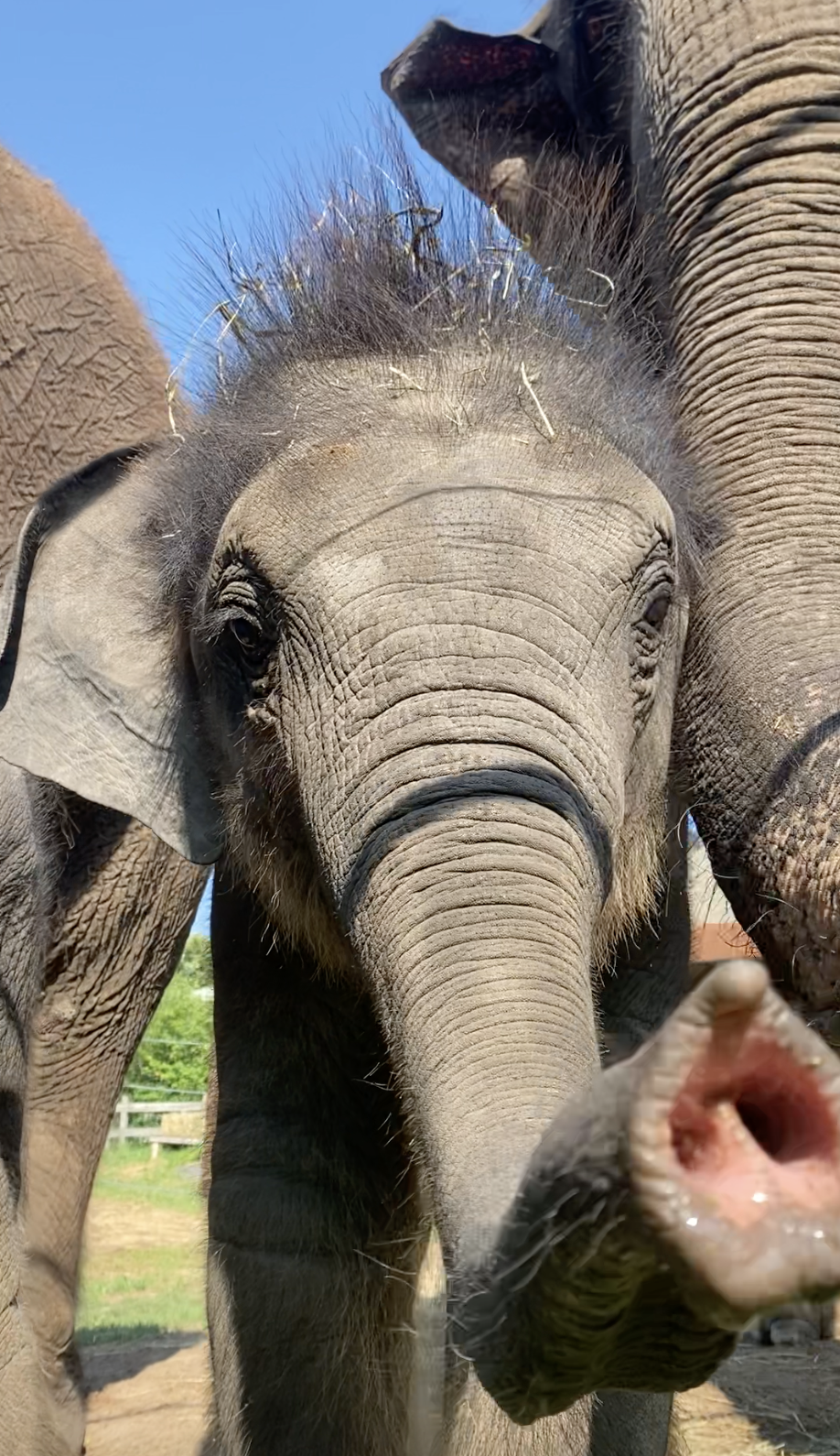 Those 'miracle' twin baby elephants at Syracuse zoo have grown into  650-pound toddlers 