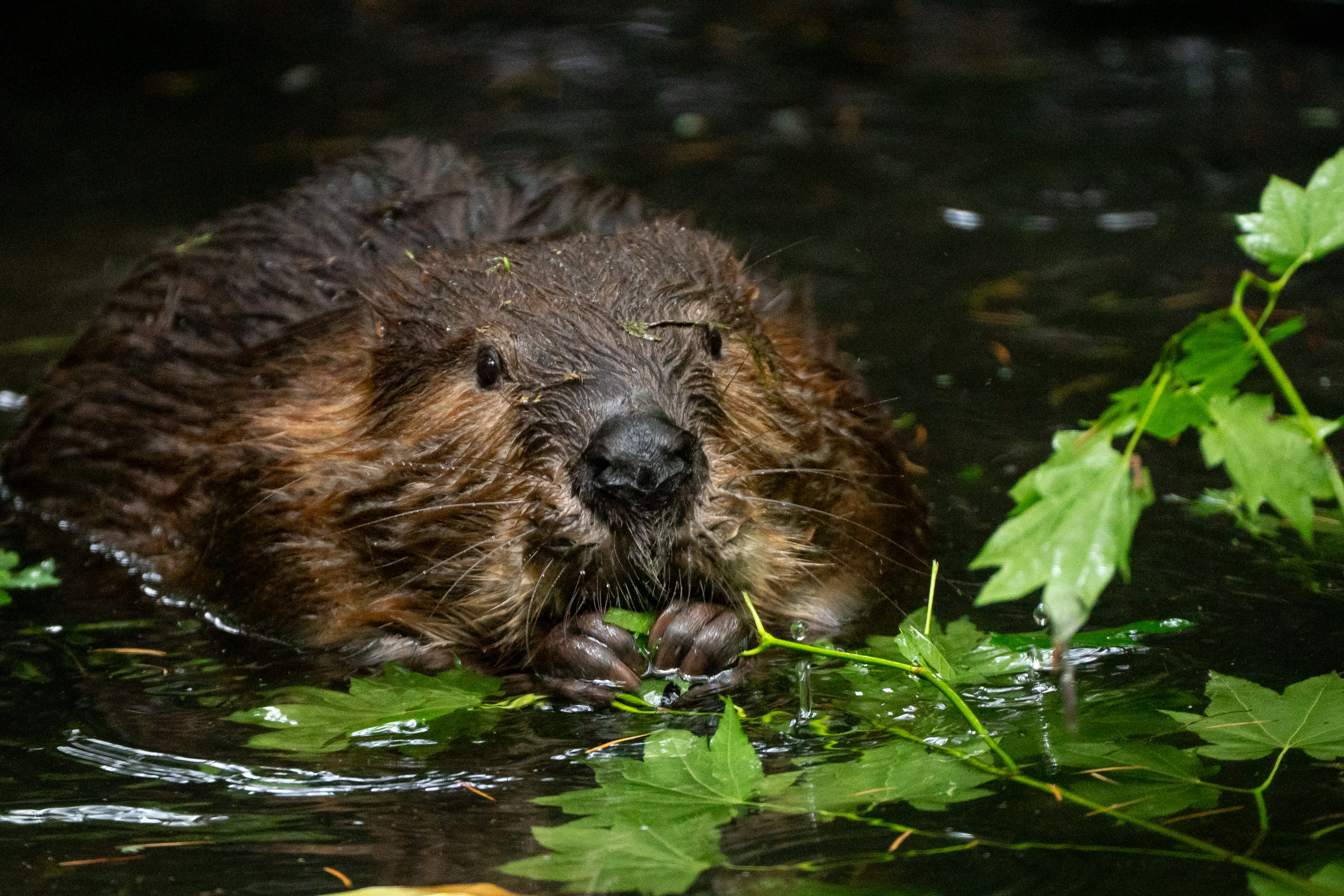 North American beavers Filbert and Maple at the Oregon Zoo - oregonlive.com