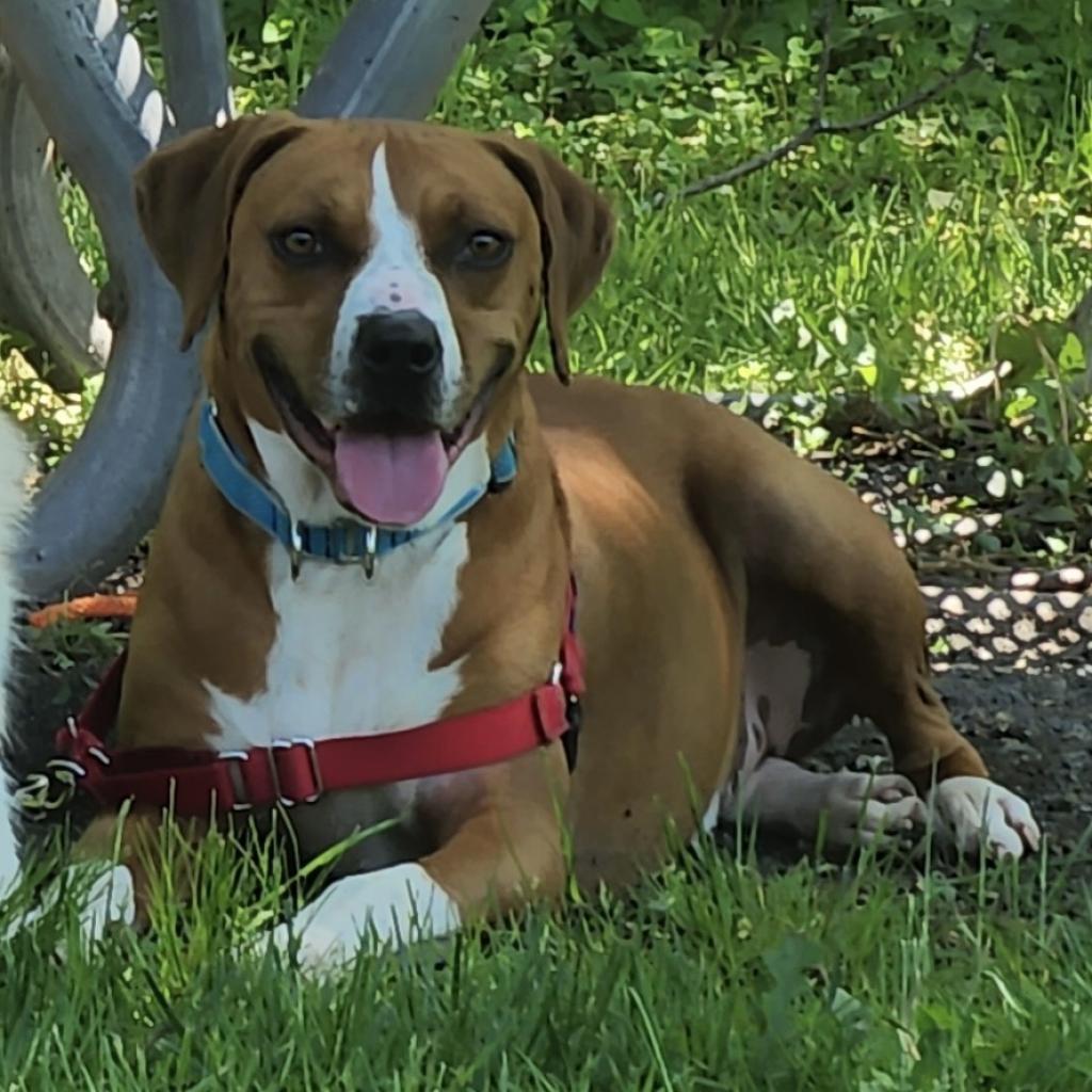 Fun for you, frightening for your pet. Celebrate the fourth weekend