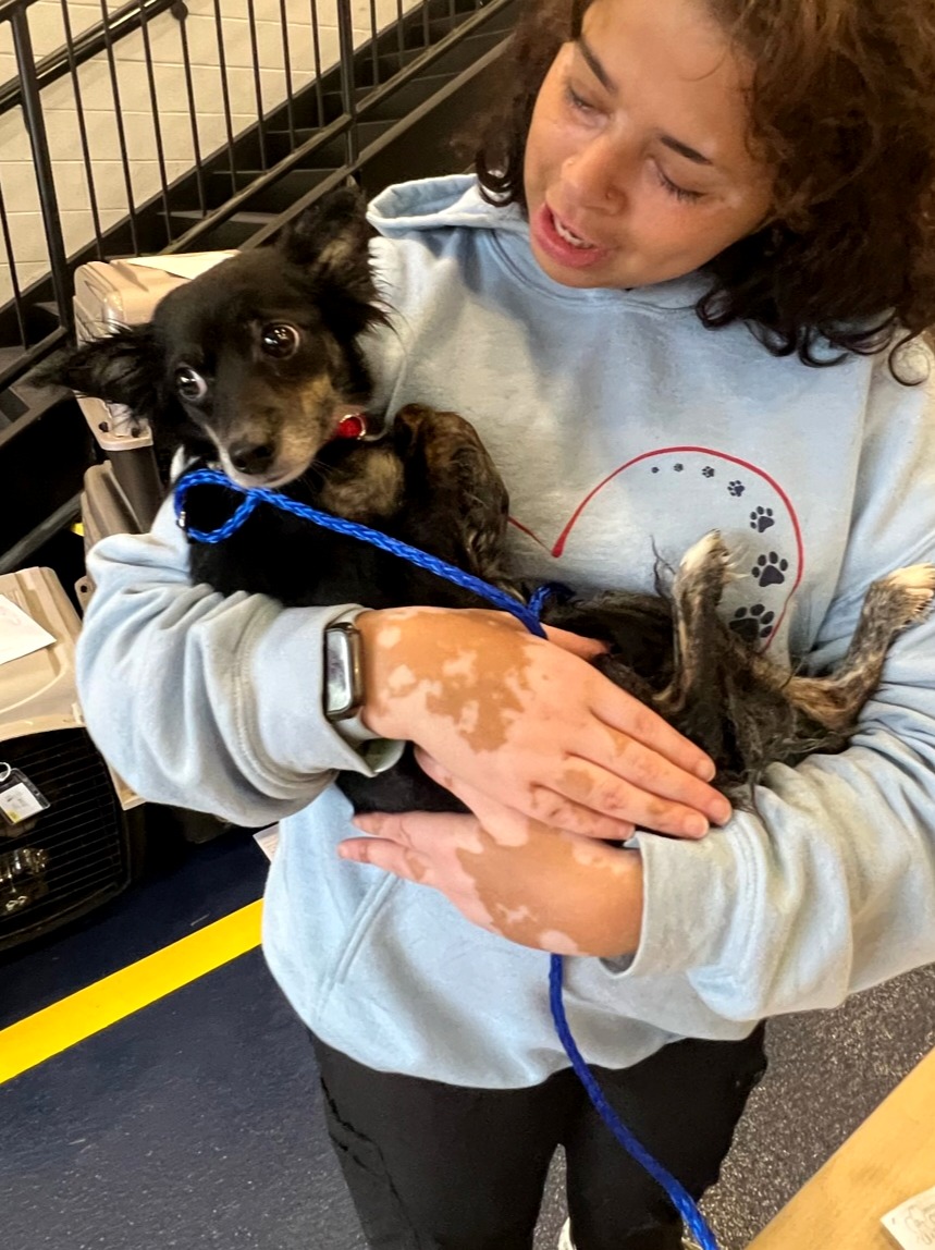 Pa. SPCA treating over 20 dogs following Delaware car crash report