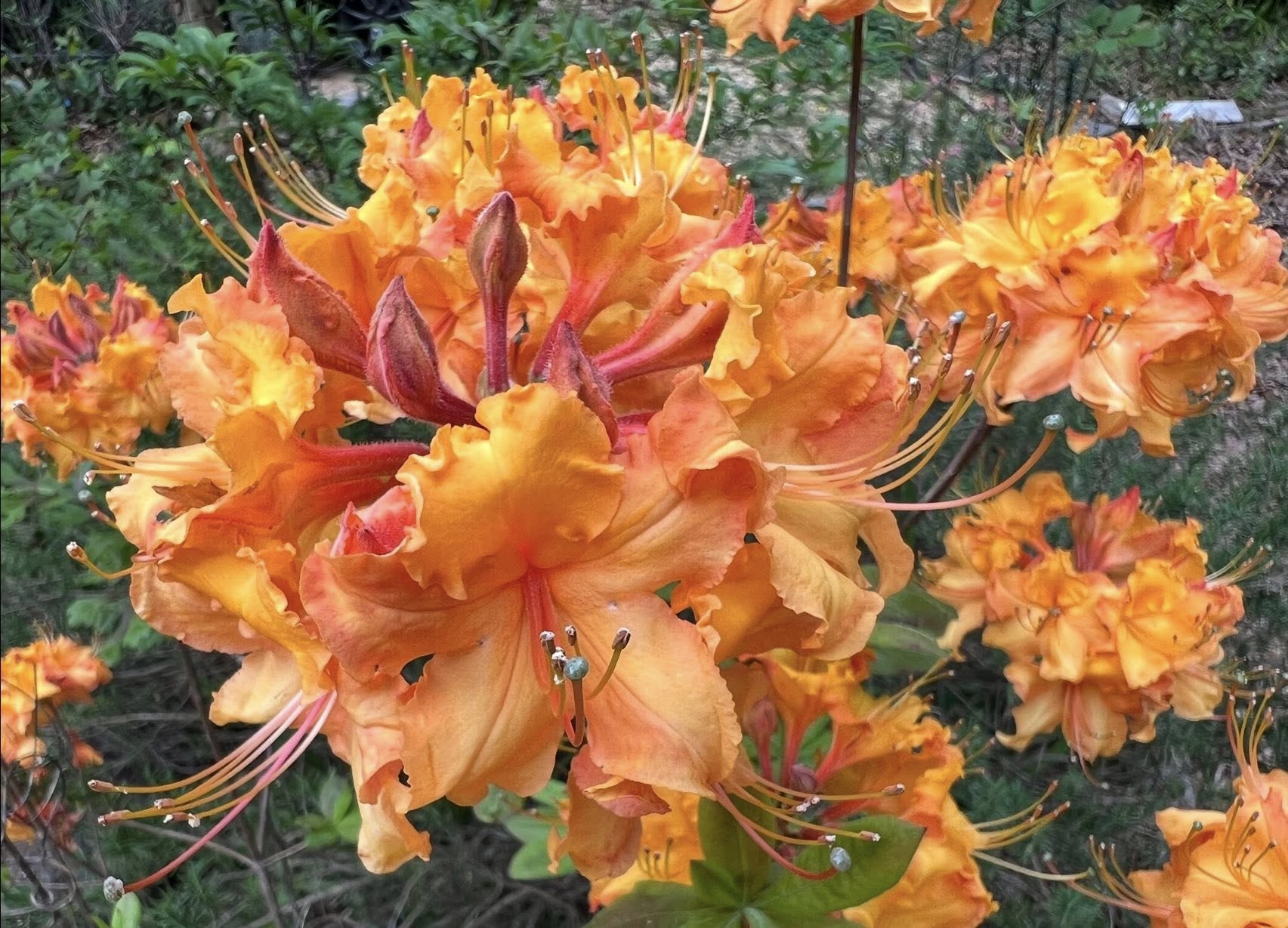 Auburn azaleas 2026: Free tours and a festival coming this April