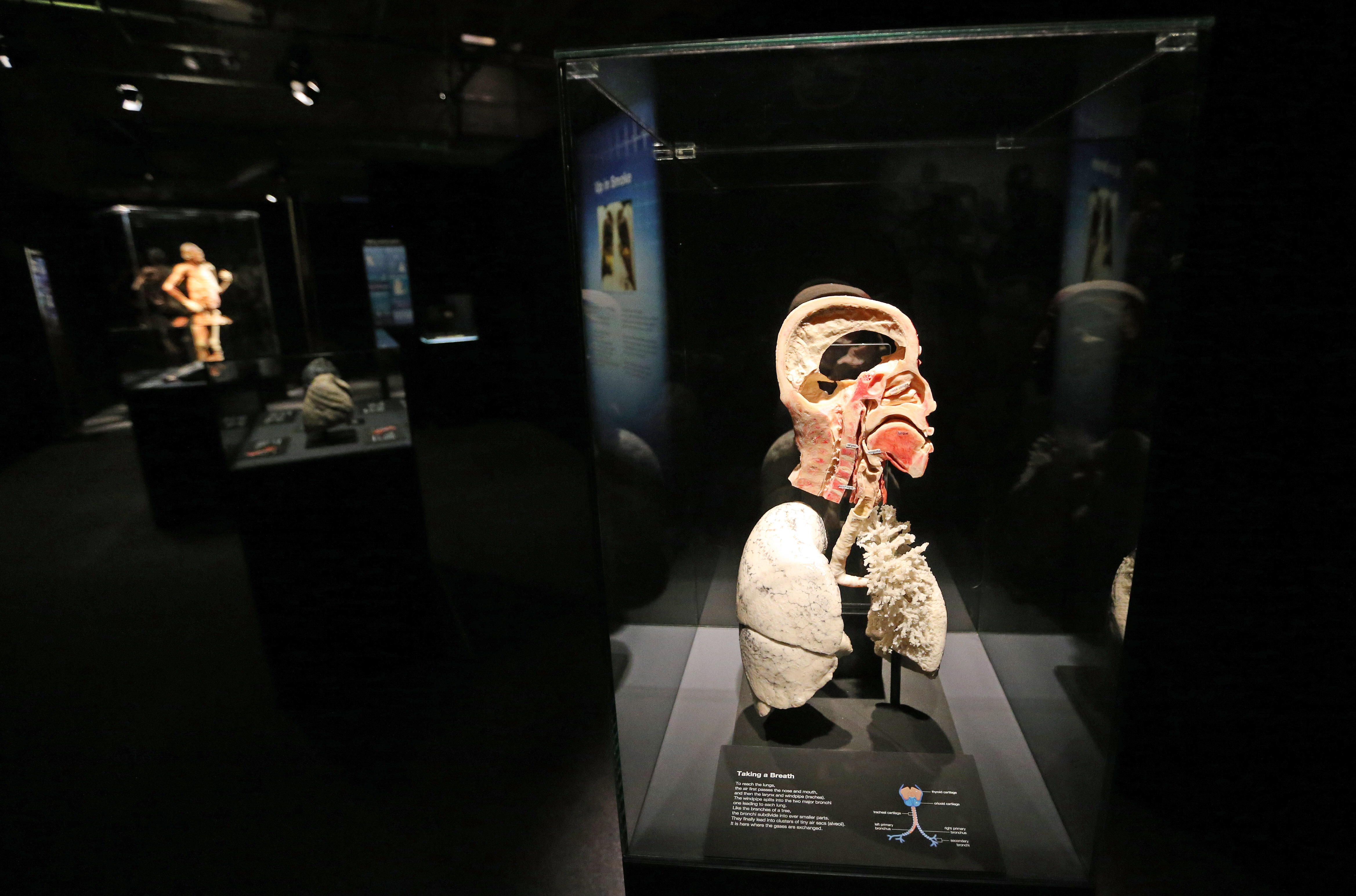 BODY WORLDS Rx set to open at Great Lakes Science Center, June 3, 2020