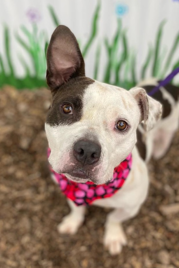 Michigan dog who chewed off own leg garners public support, donations