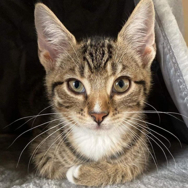 N.J. pets in need Jan. 3, 2022