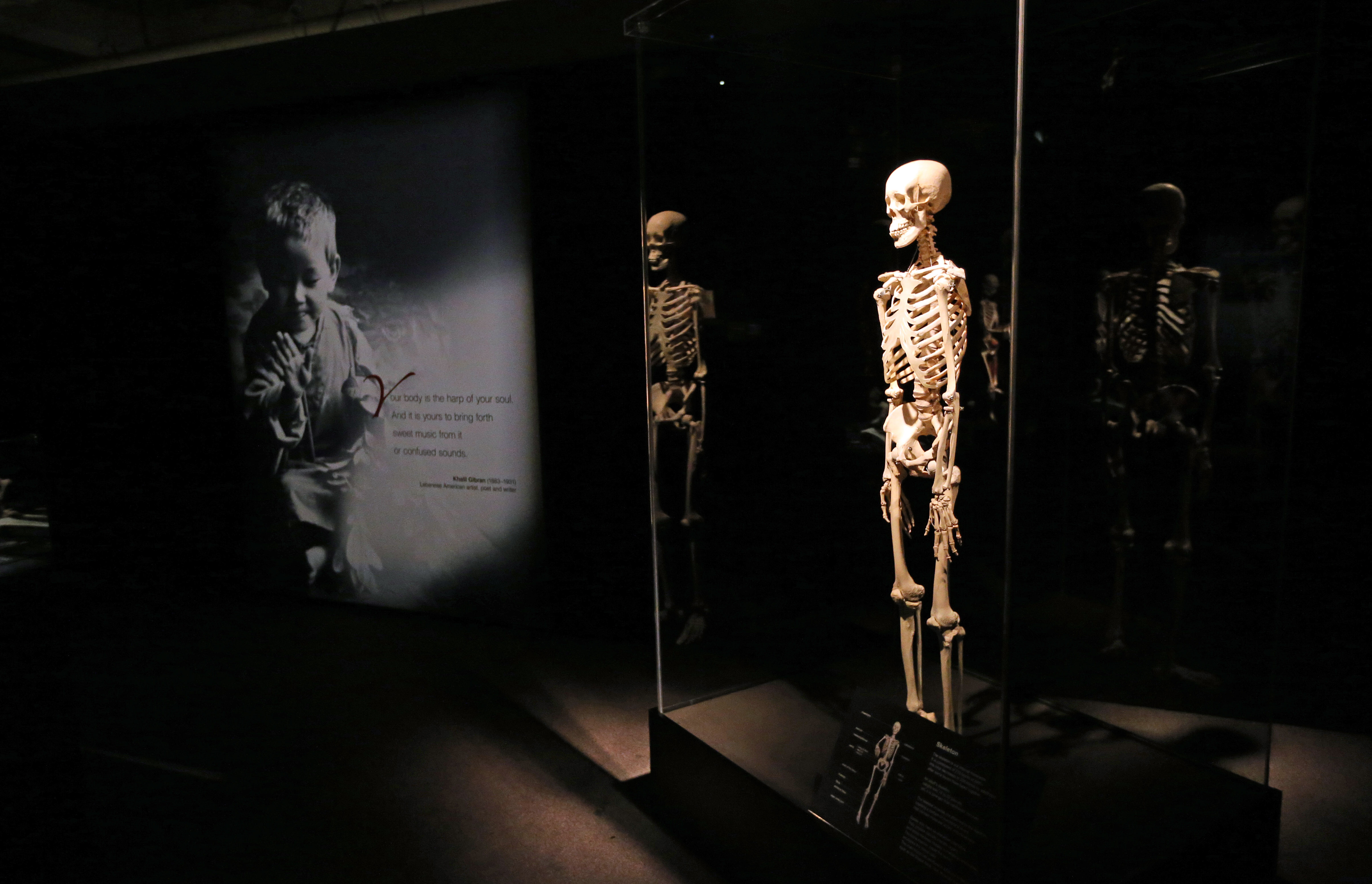 BODY WORLDS Rx set to open at Great Lakes Science Center, June 3, 2020