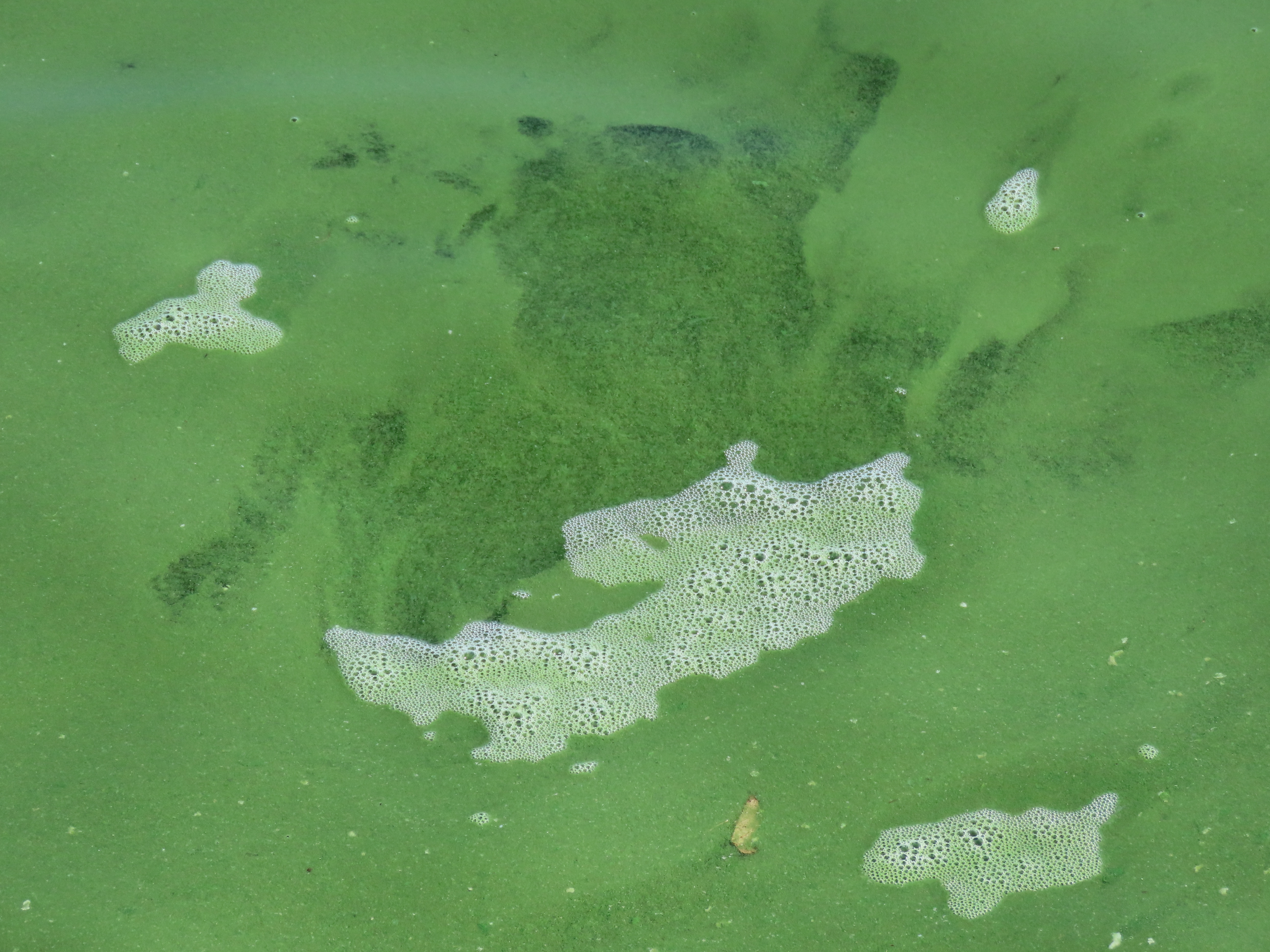 Lake Erie toxic algae bloom expected to be mild again this summer 