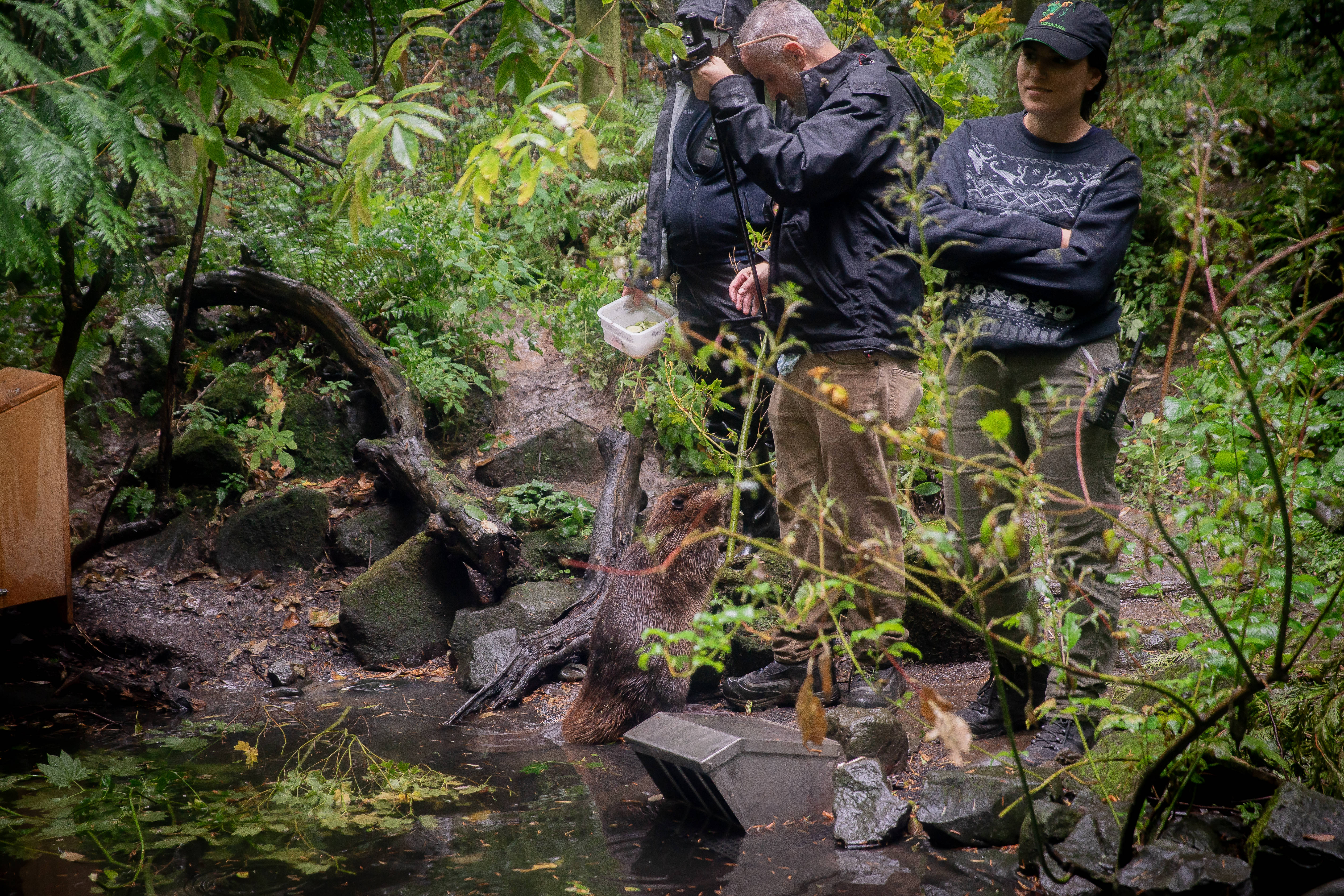 North American beavers Filbert and Maple at the Oregon Zoo - oregonlive.com