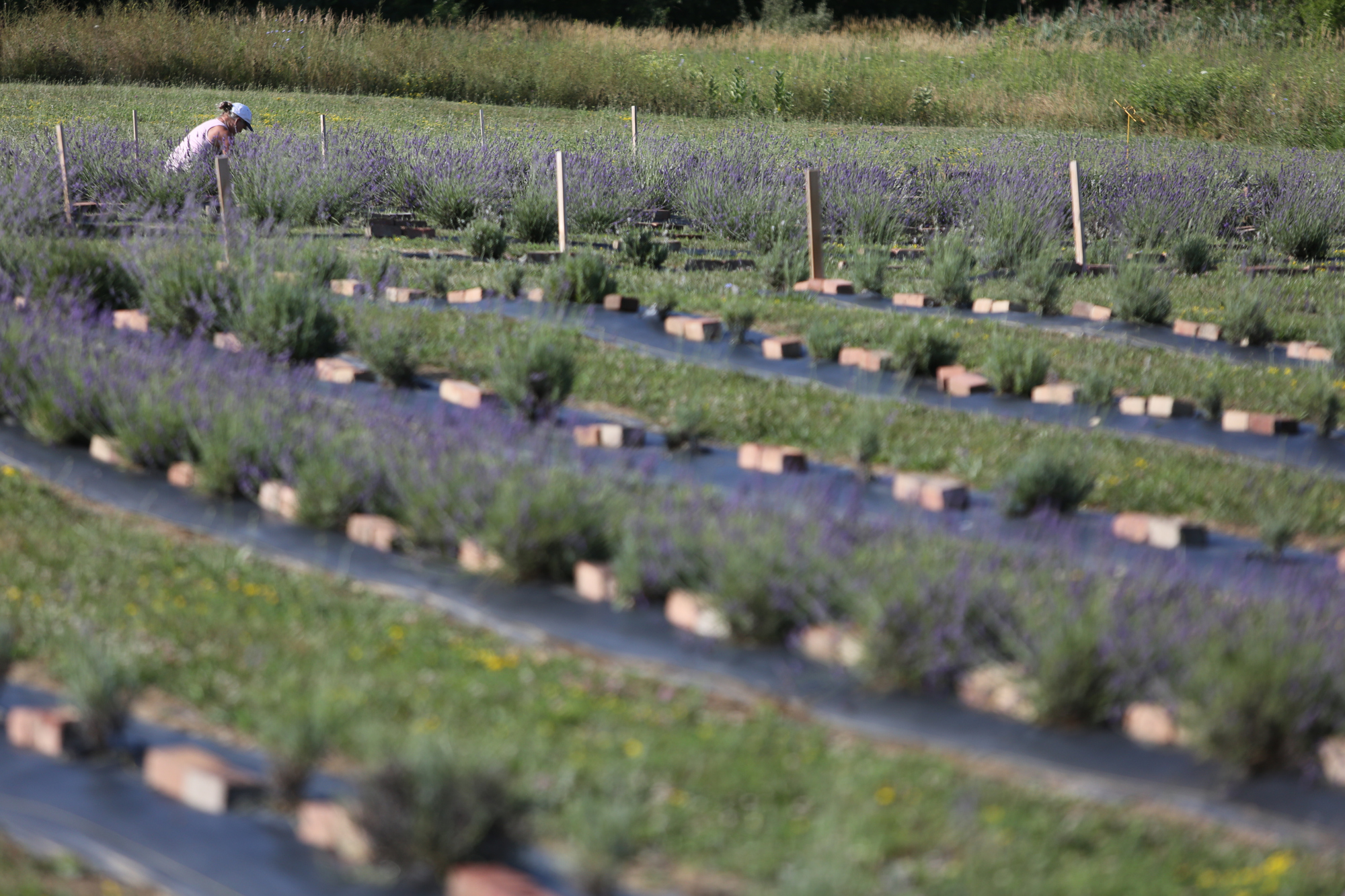Lavender Trails Farm in Orrville