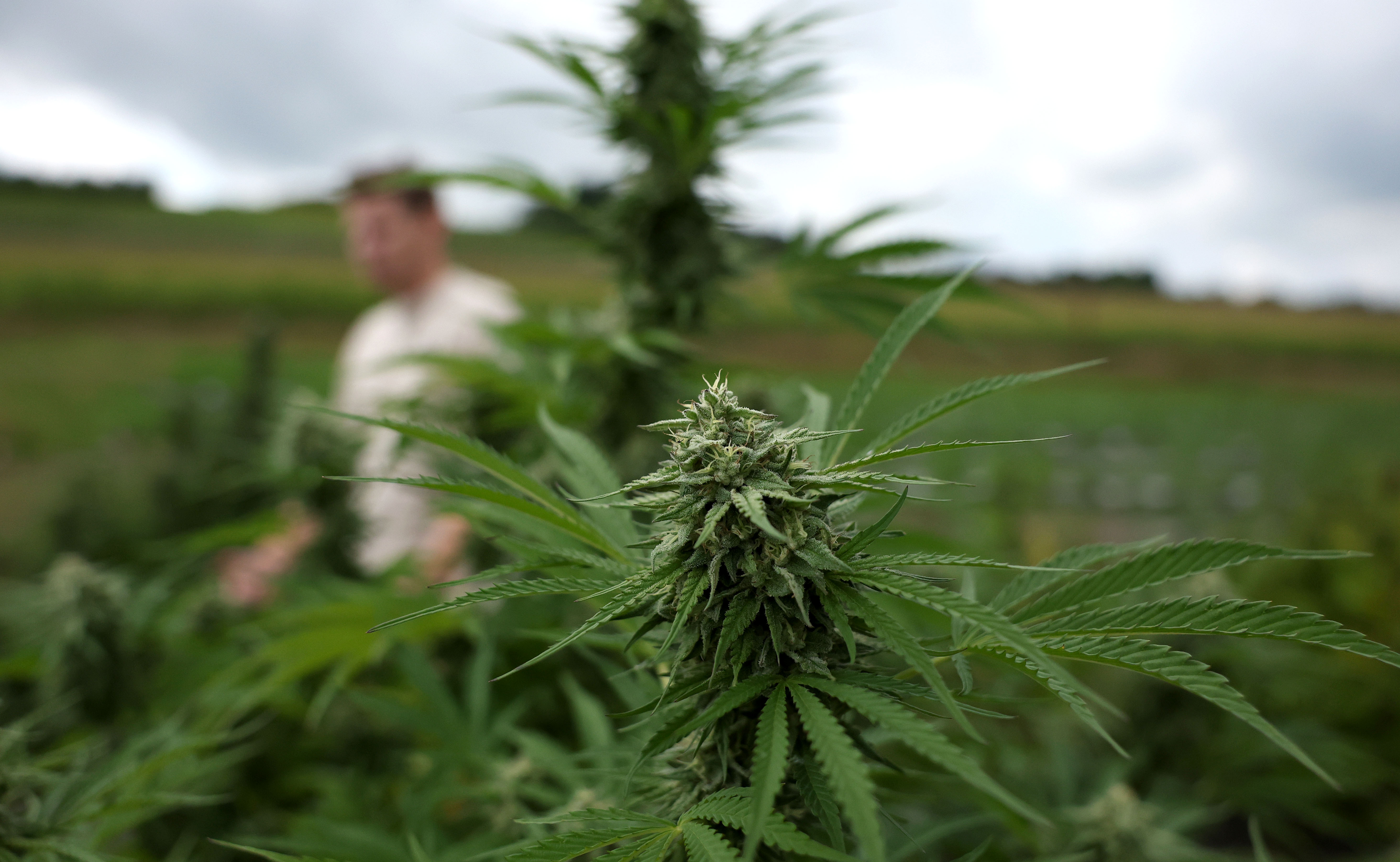 Beak and Skiff start a new business, cannabis. The company is called