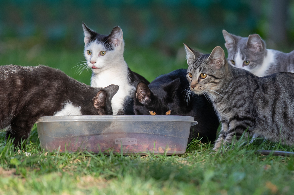 Volunteers helping feral cats in Mechanicsburg