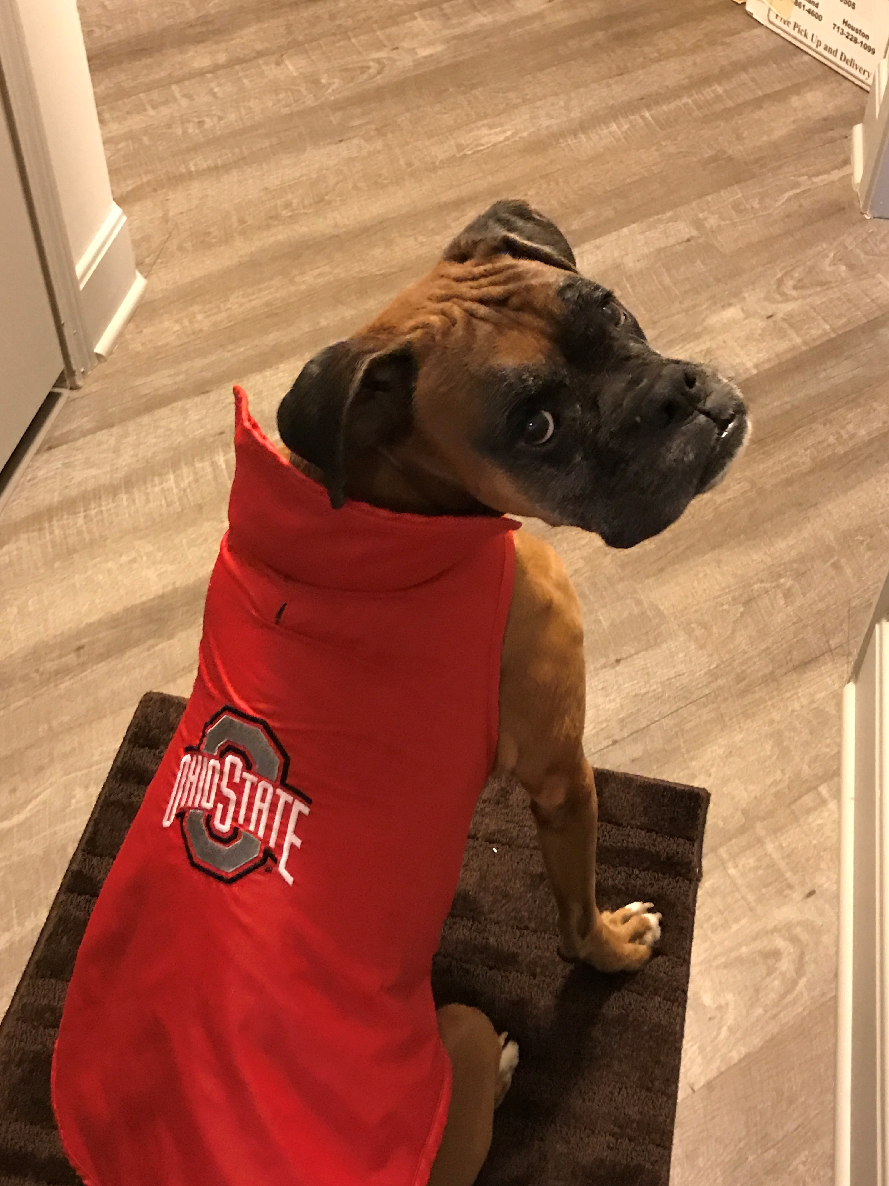 Best Dressed Ohio State Pet: Just 24 hours left to submit your photos -  
