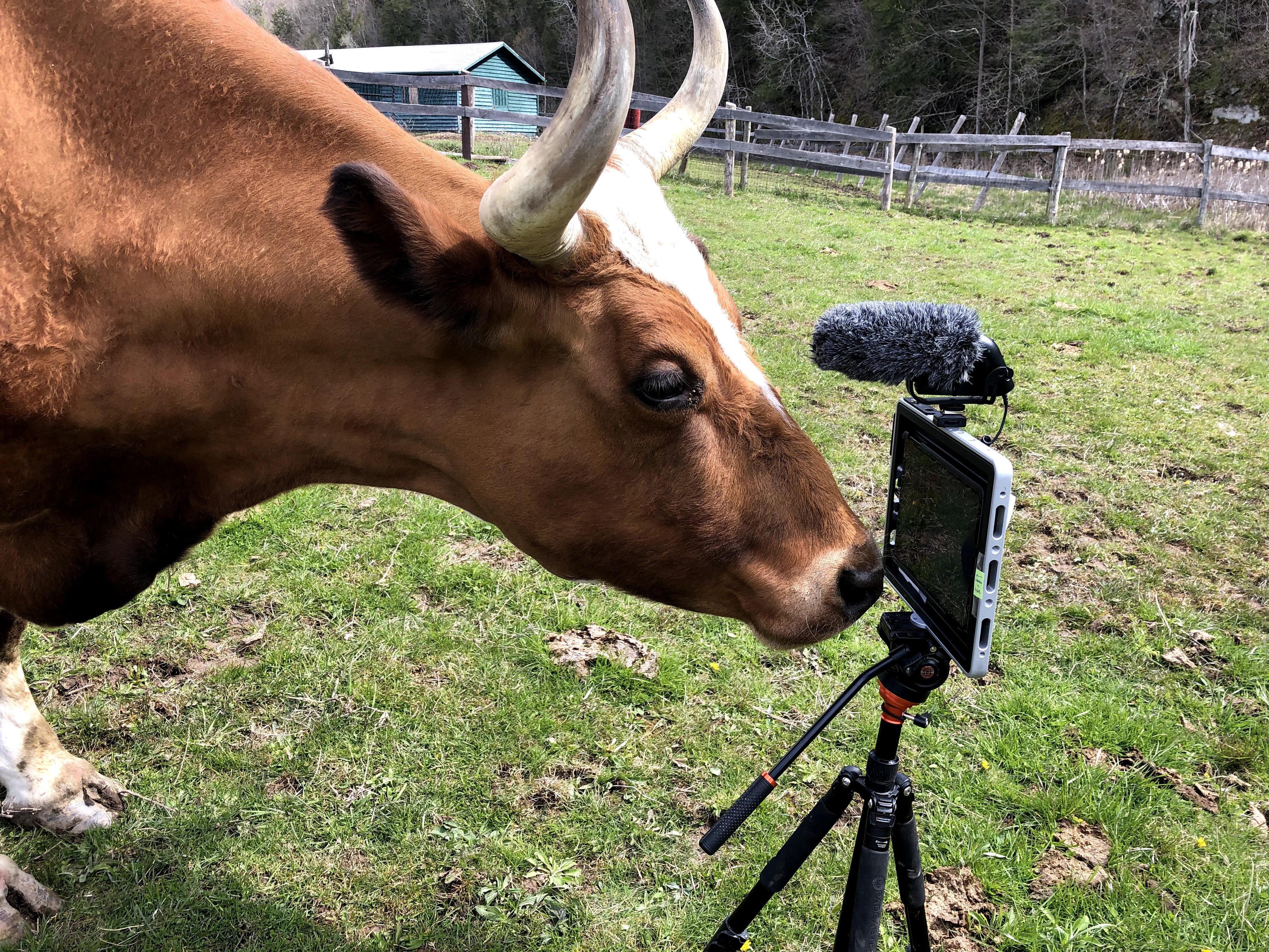 Goat bombed: Invite an Upstate NY farm animal to your next video call -  