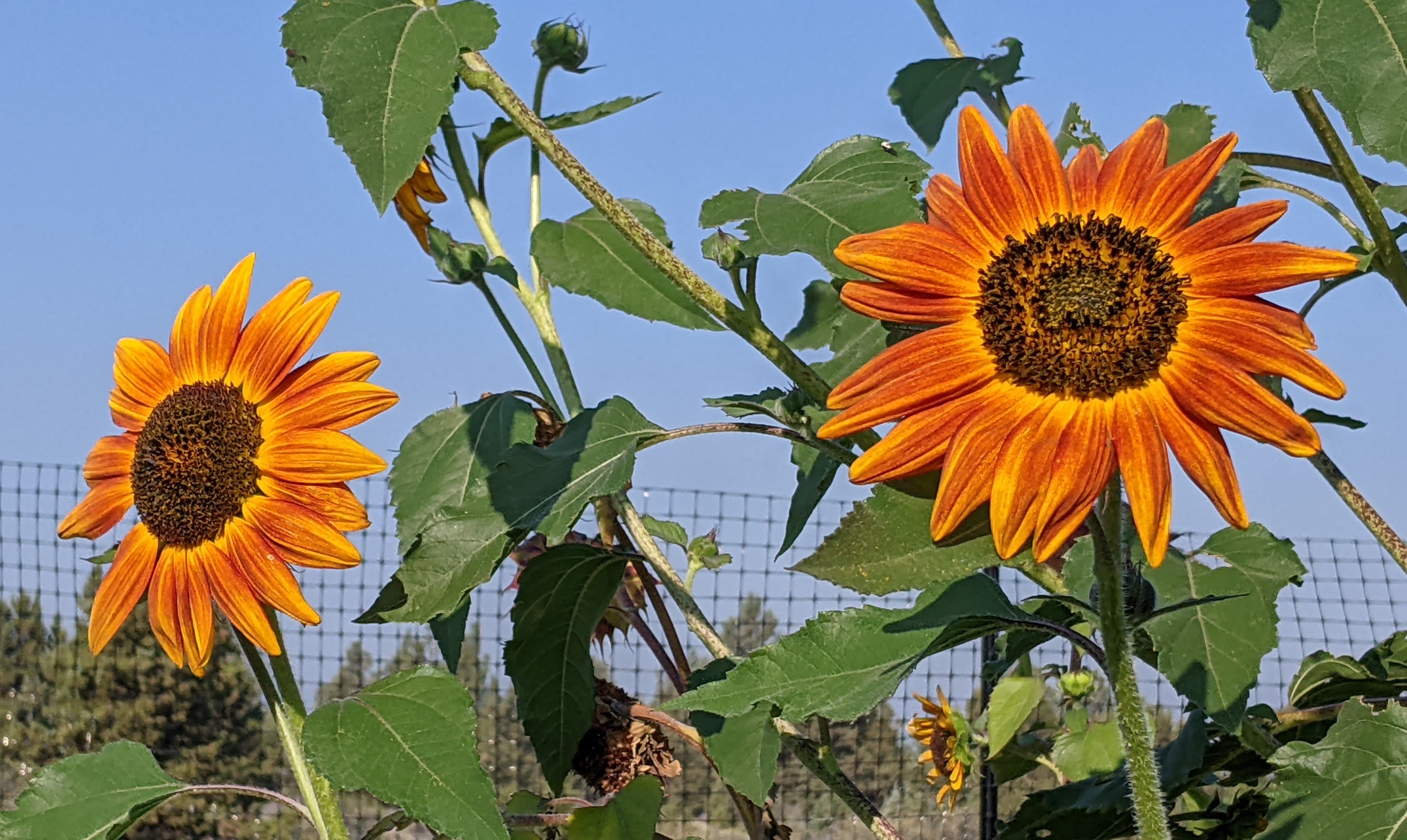 Why didn't the sunflower seeds I planted bloom the color I ...