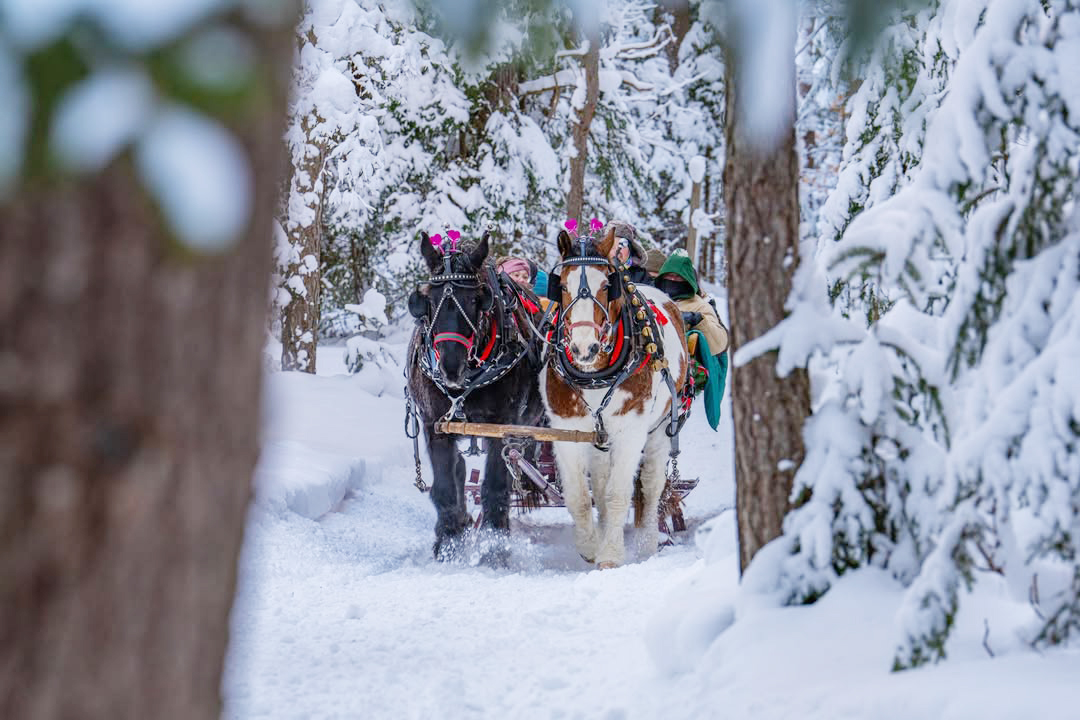 Sleigh Ride Trotter