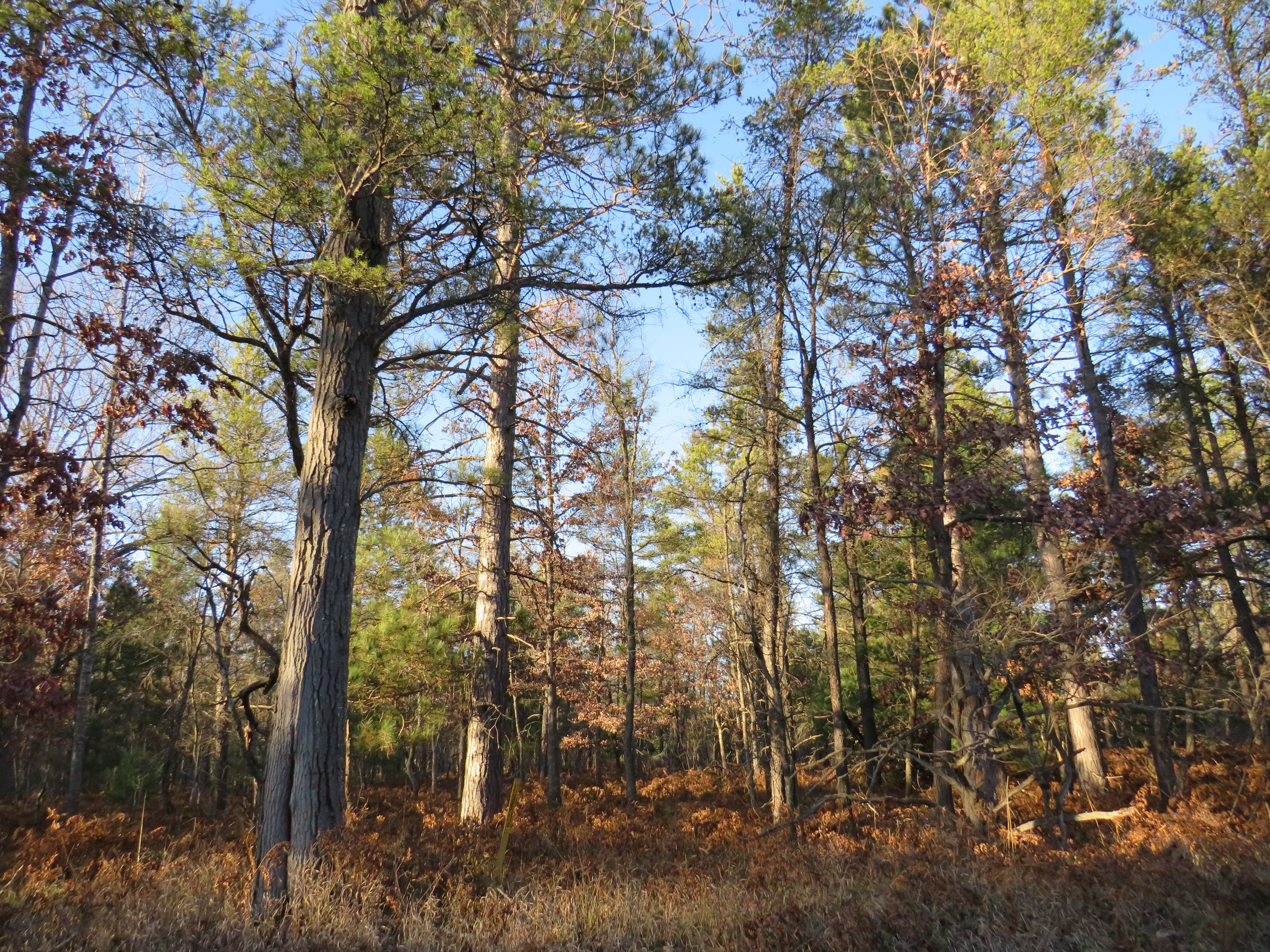 Undeveloped state land in Kalkaska County - mlive.com