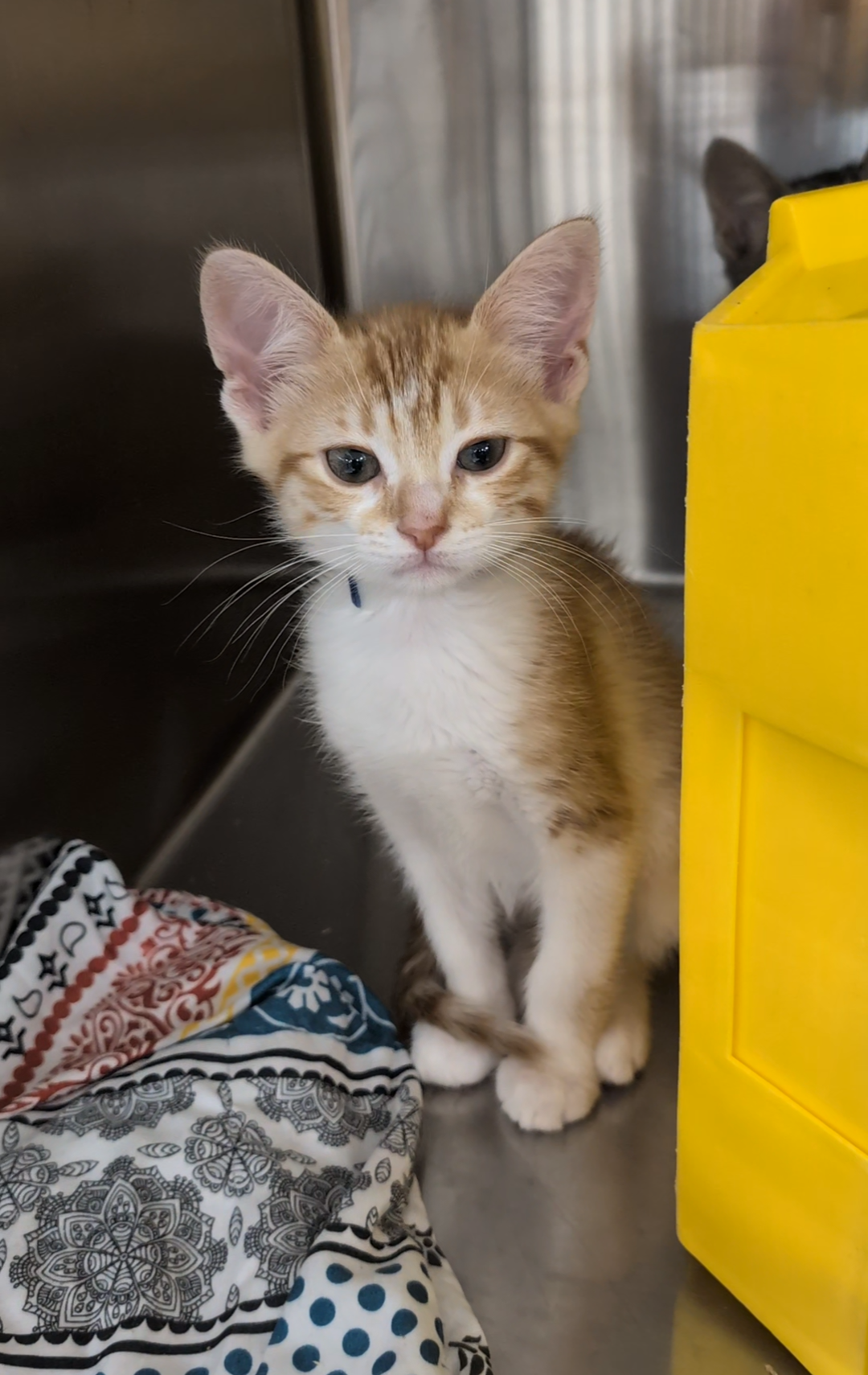 Cleveland APL Kitty Palooza event - cleveland.com