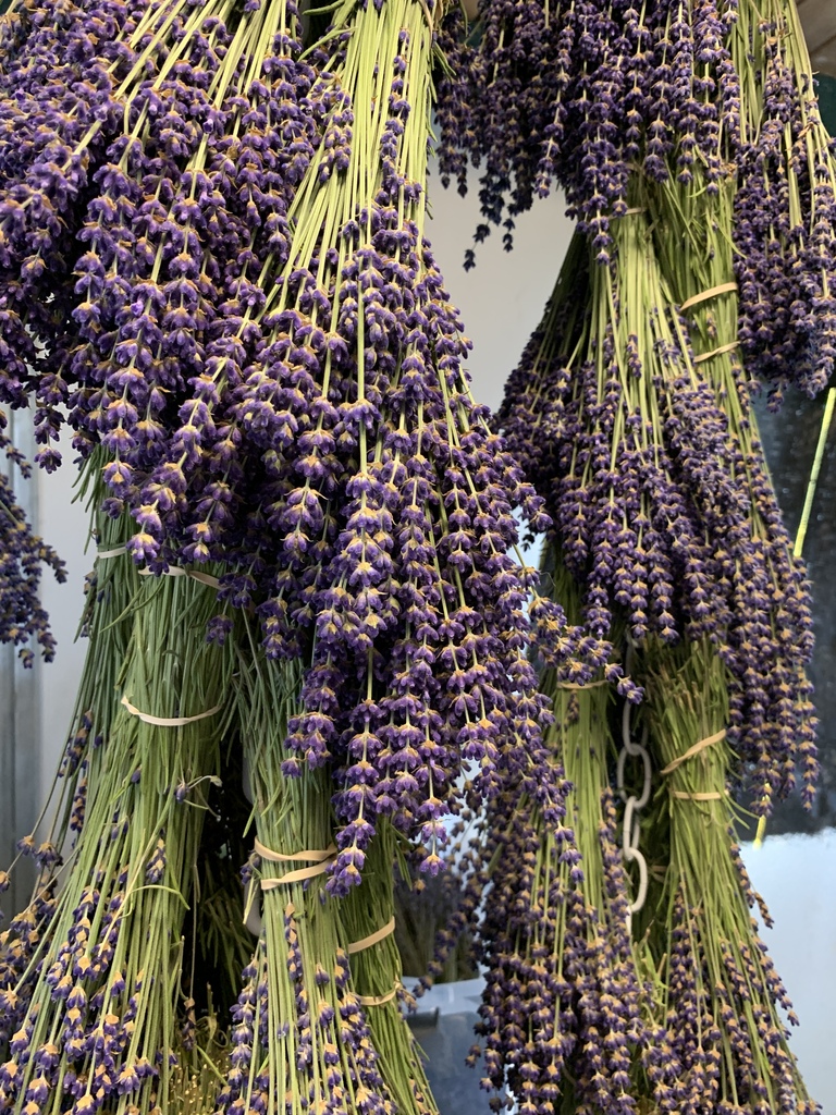 Culinary Lavender Buds  Wayward Winds Lavender