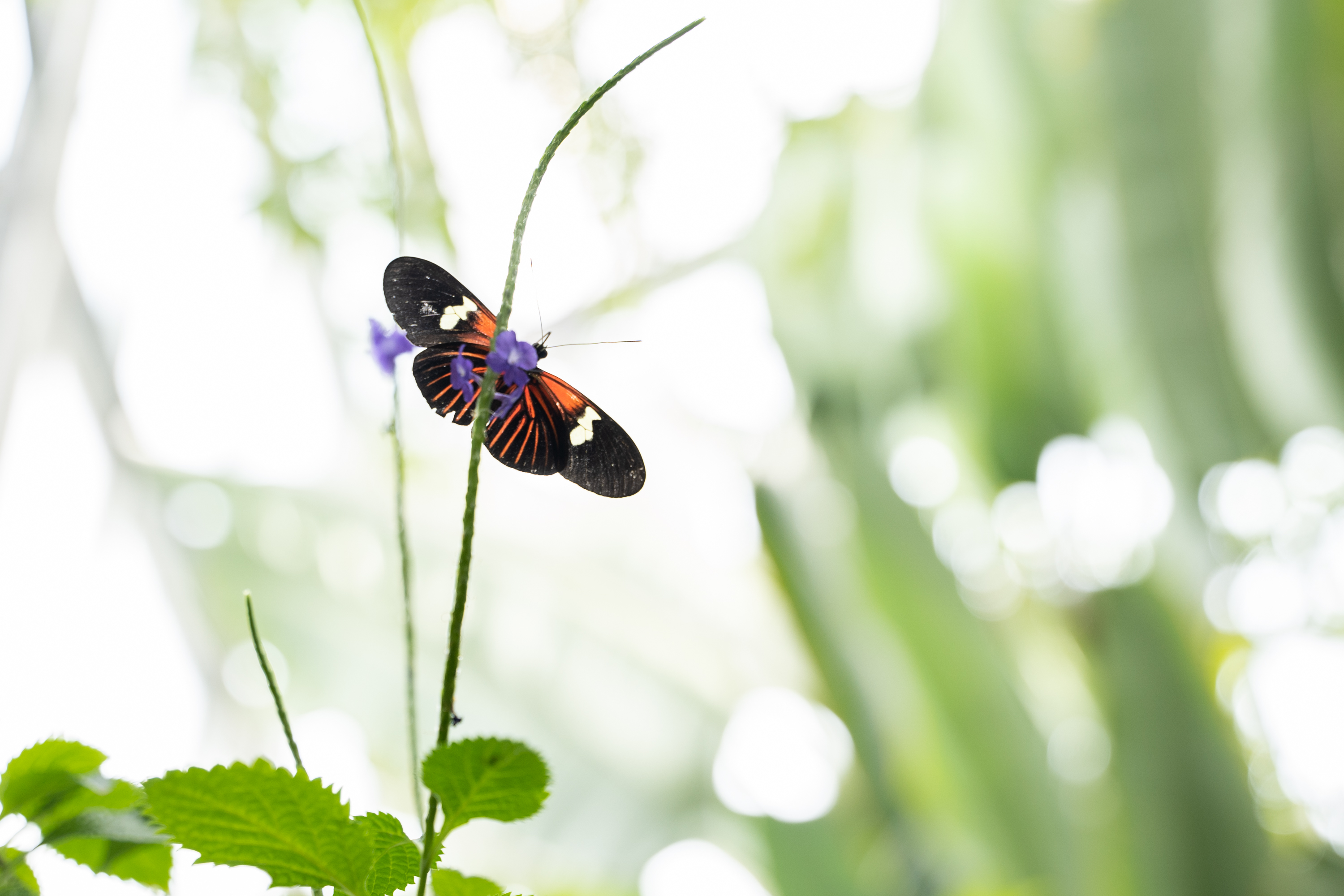 Butterflies are blooming at Frederik Meijer Gardens & Sculpture Park ...