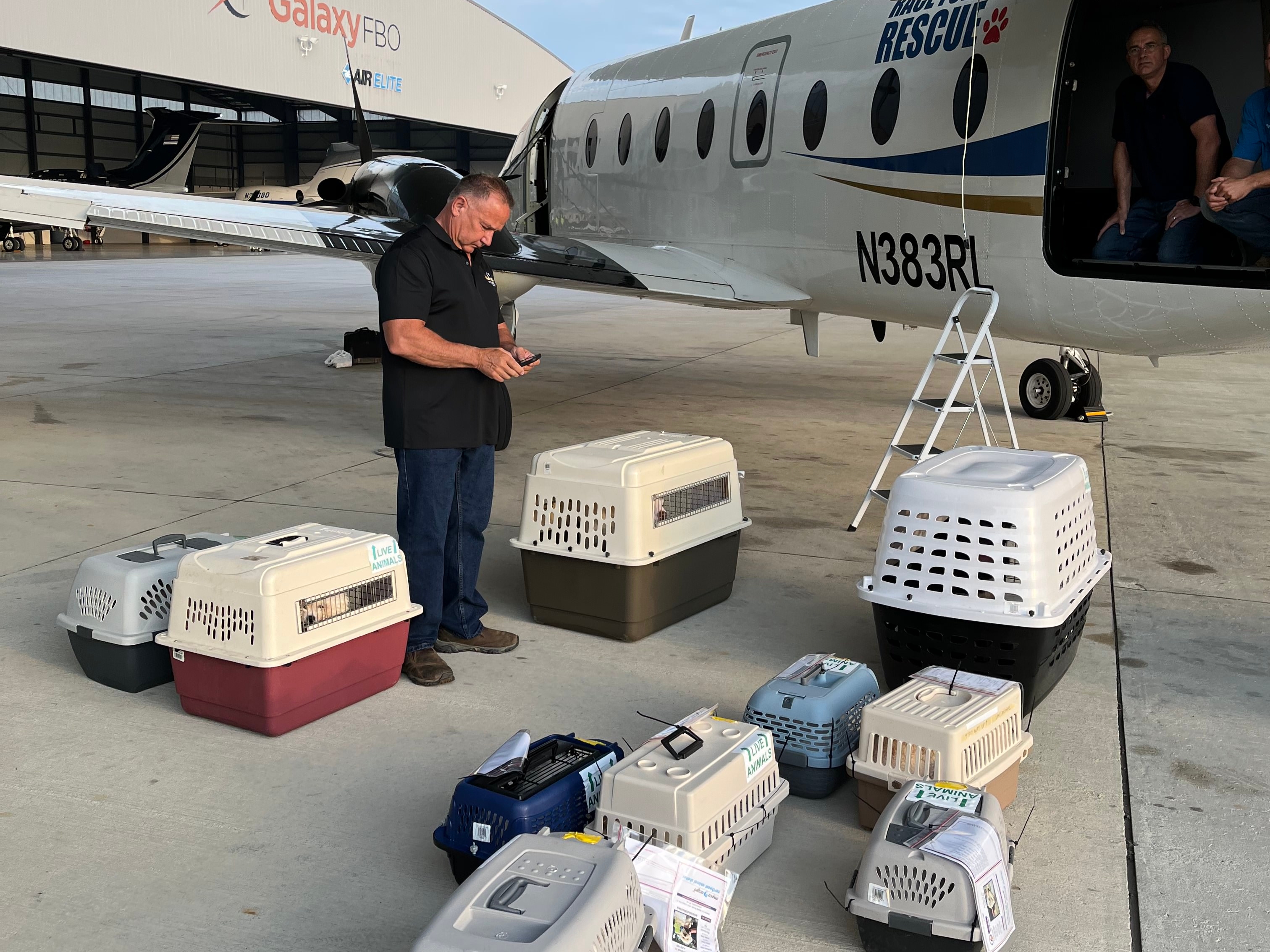Bichon Frisé dogs transported from Texas to Massachusetts - masslive.com