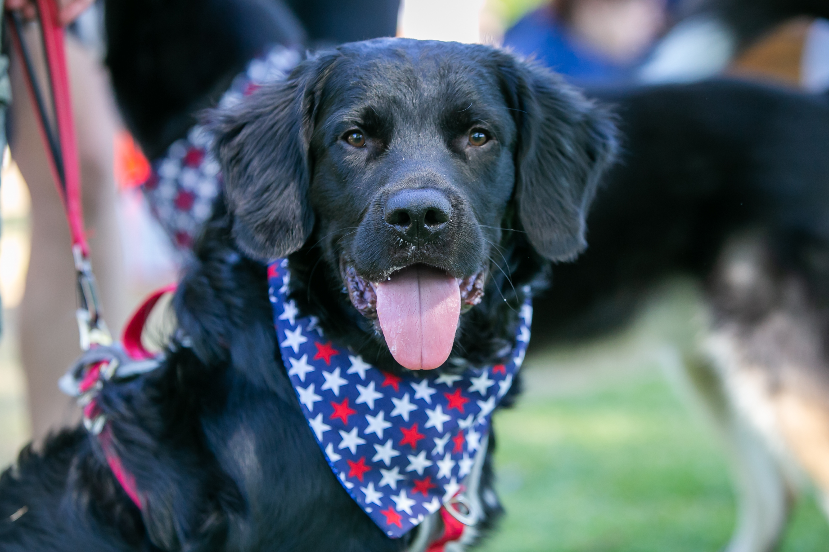 Alabama football dog outlet collar