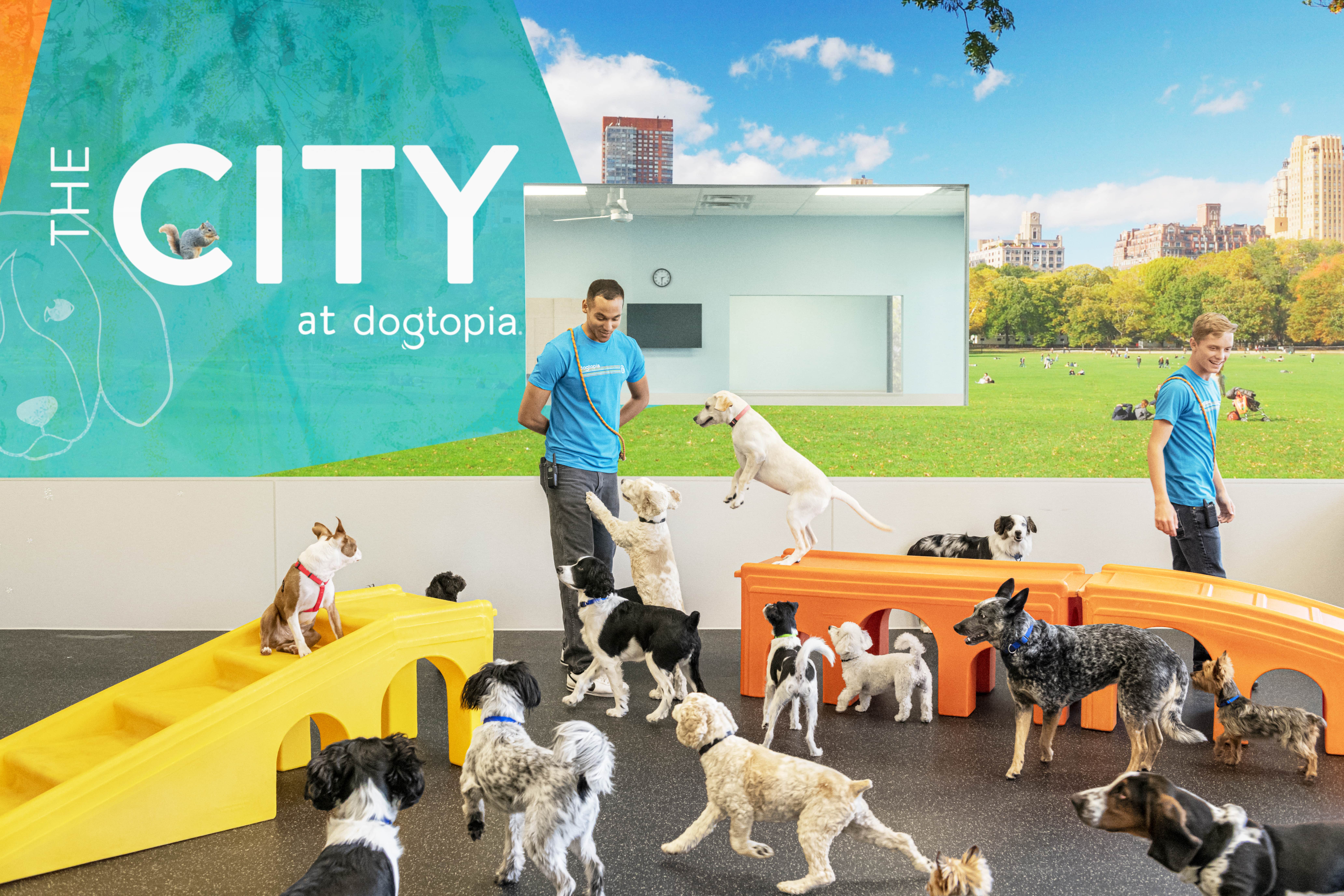 dogtopia website