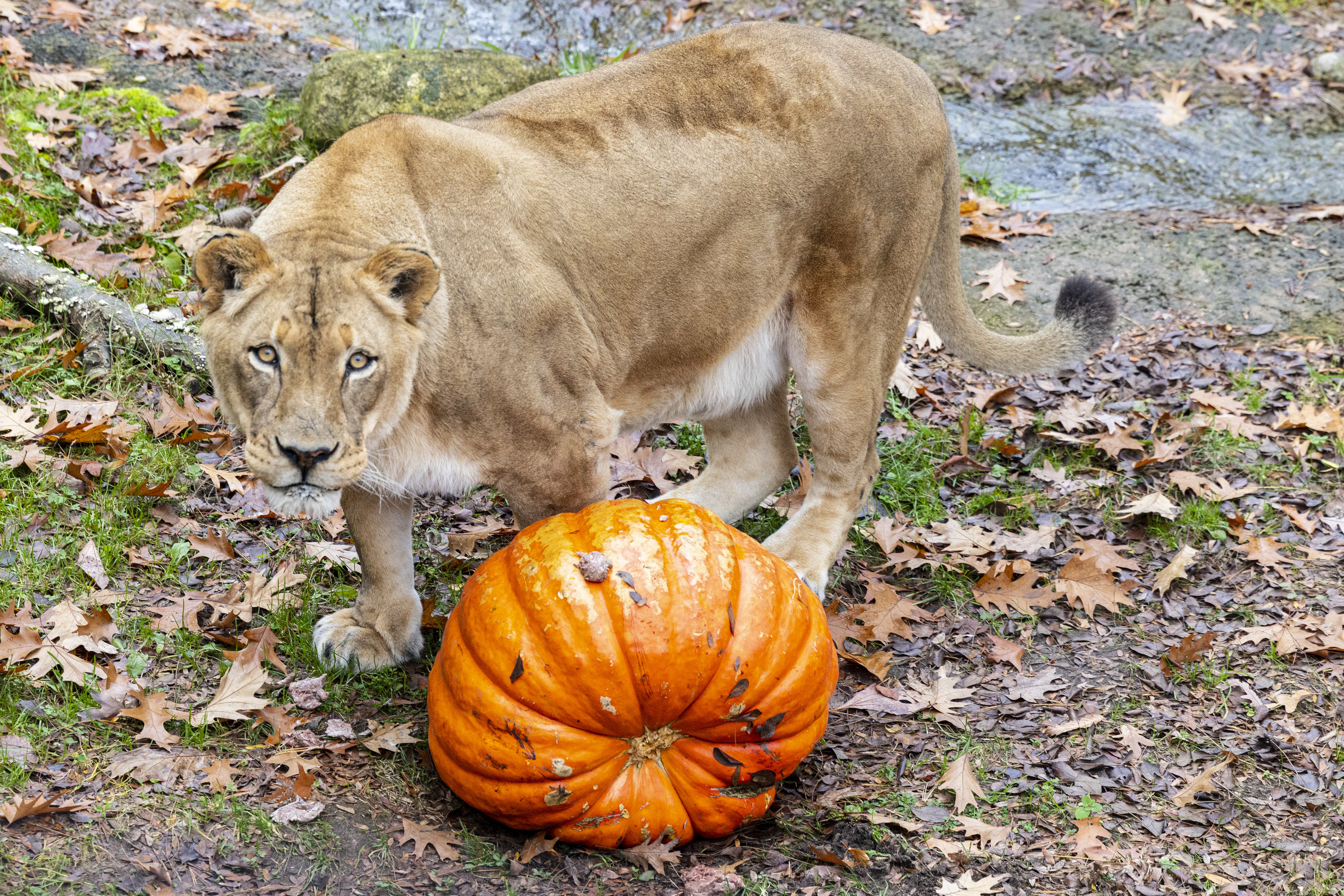 John Ball Zoo's lioness, 17, dies due to arthritis complications