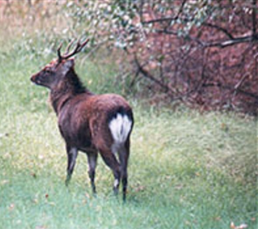 A deer / 鹿 Have you seen this 'exotic' deer? DEC wants this invader