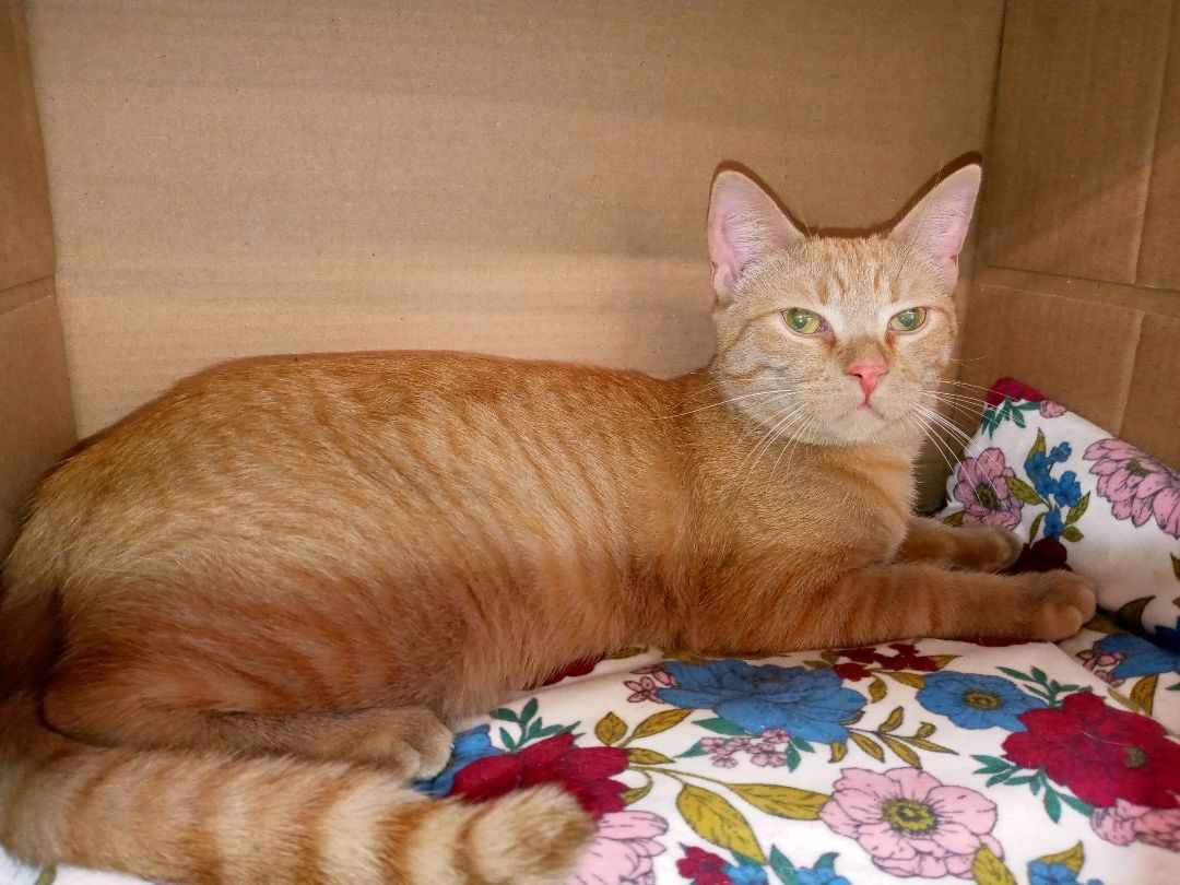 Lots to celebrate this weekend! Several pets are looking for a