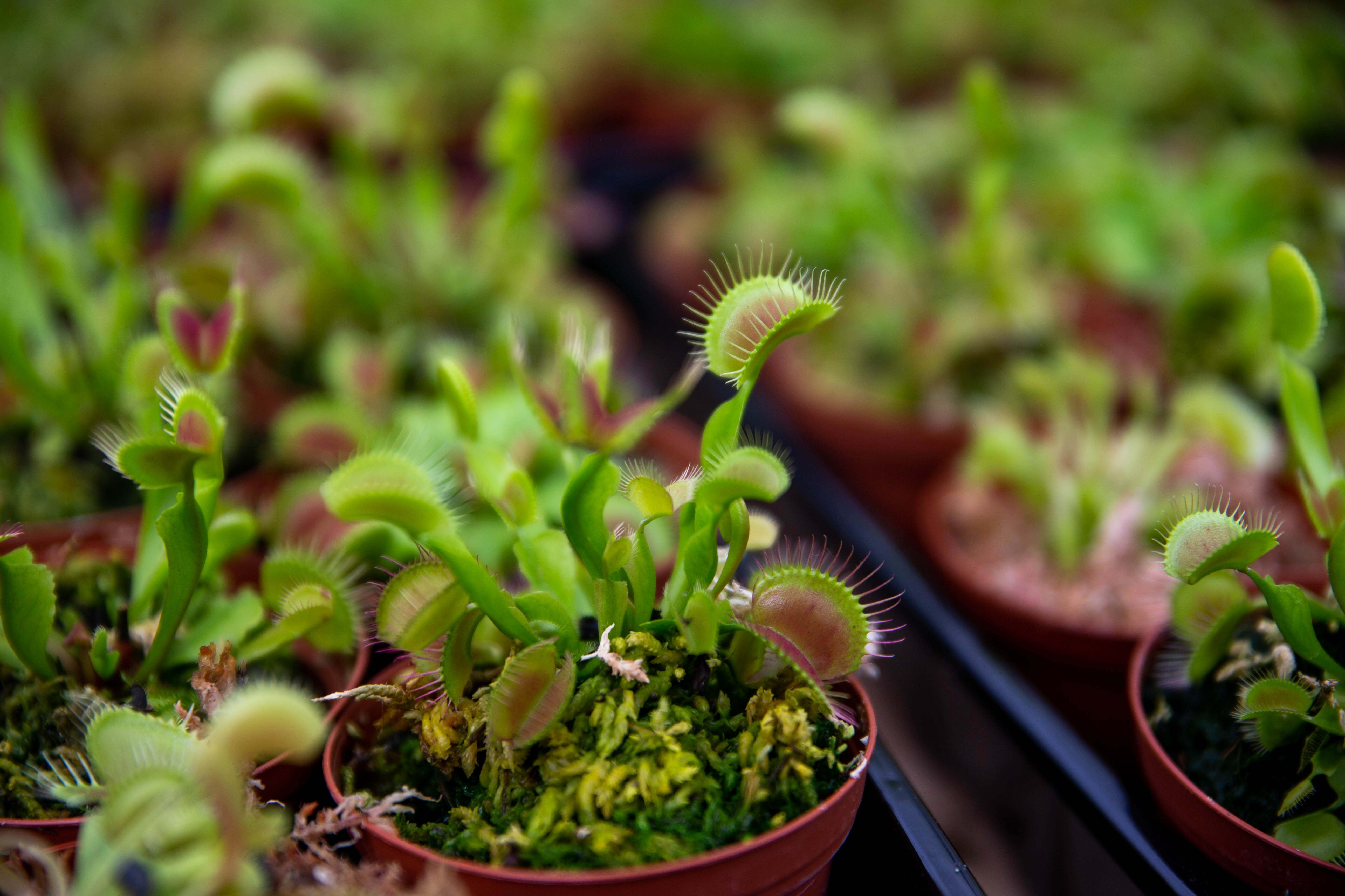 Killer Plant Company meets unique demand for Venus Fly Traps