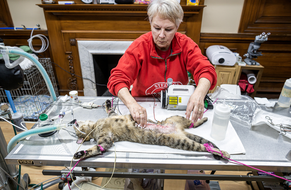 Steelton Community Cats holds spay and neuter clinic