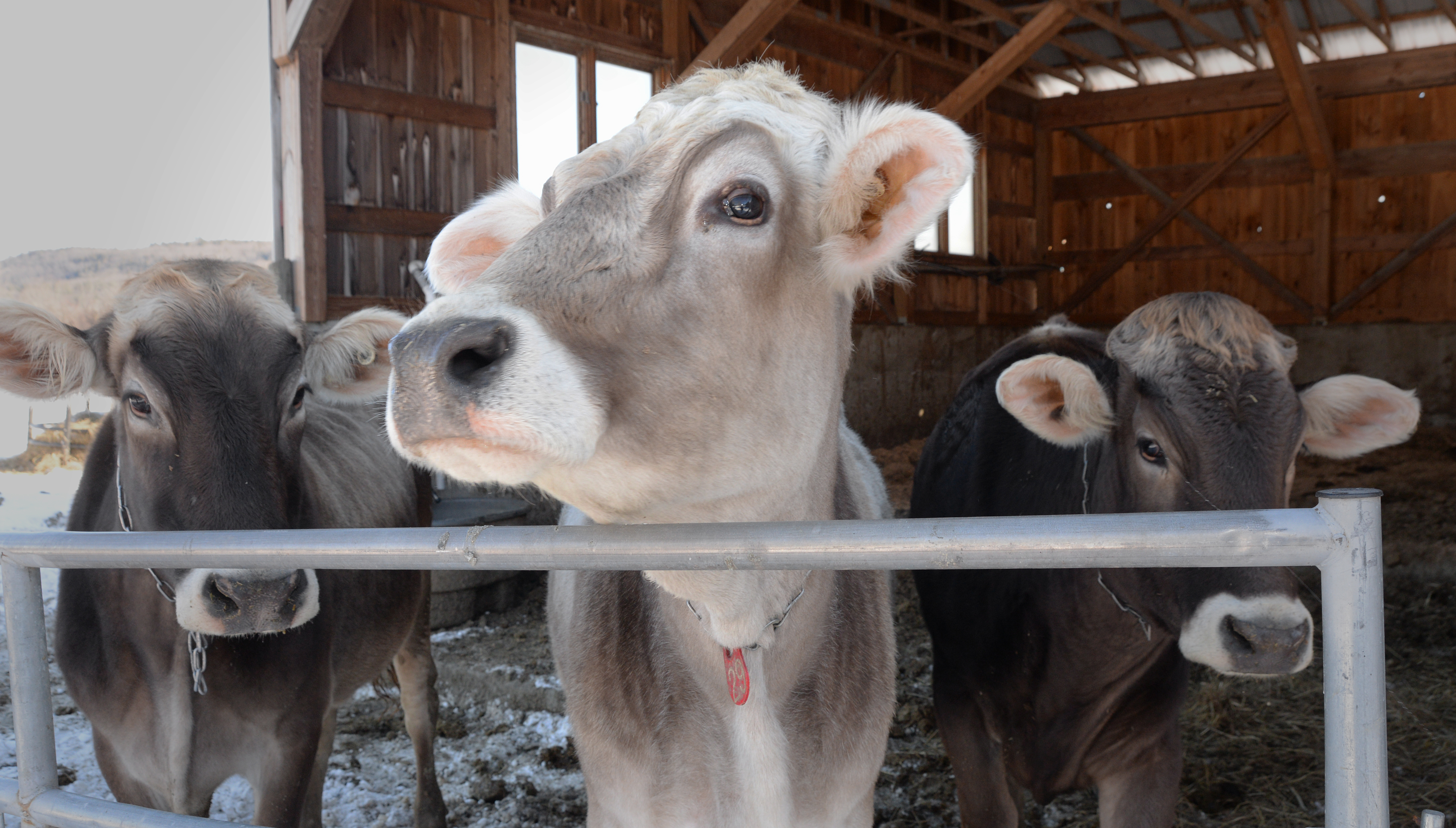 Raw milk backers say expanding sales is 'food justice,' while FDA warns of  risks 