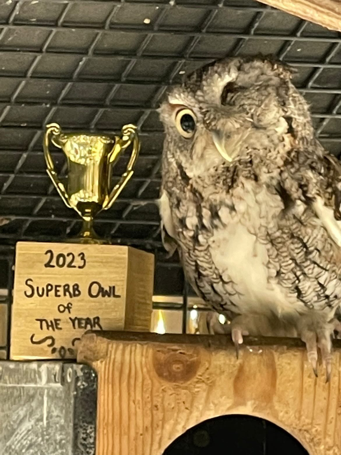 Superb Owl winner from Springfield Forest Park Zoo is Clint