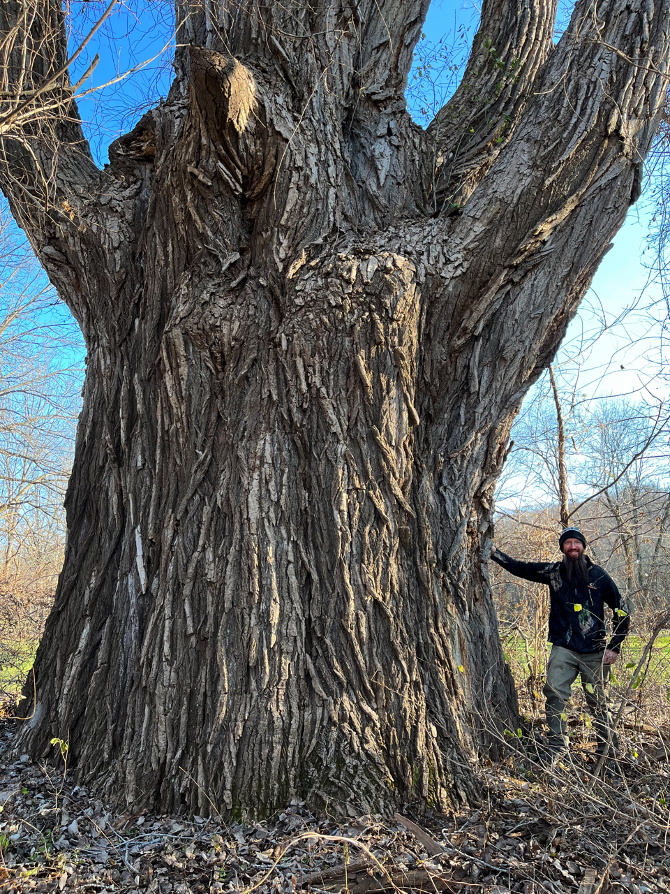 upstate-ny-tree-hunter-discovers-state-s-biggest-tree-good-morning-cny