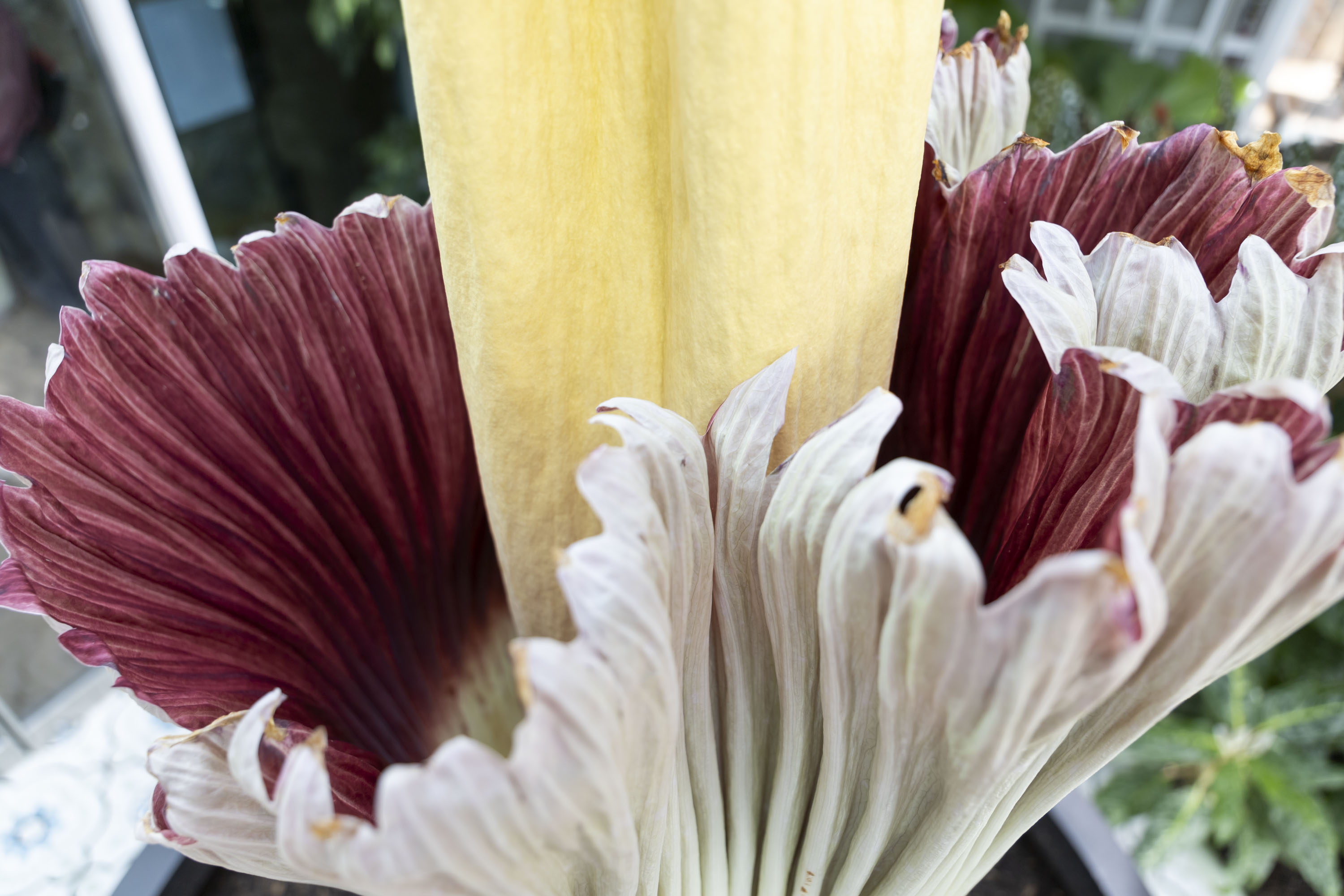 Corpse Flower Blooms in Dexter - mlive.com