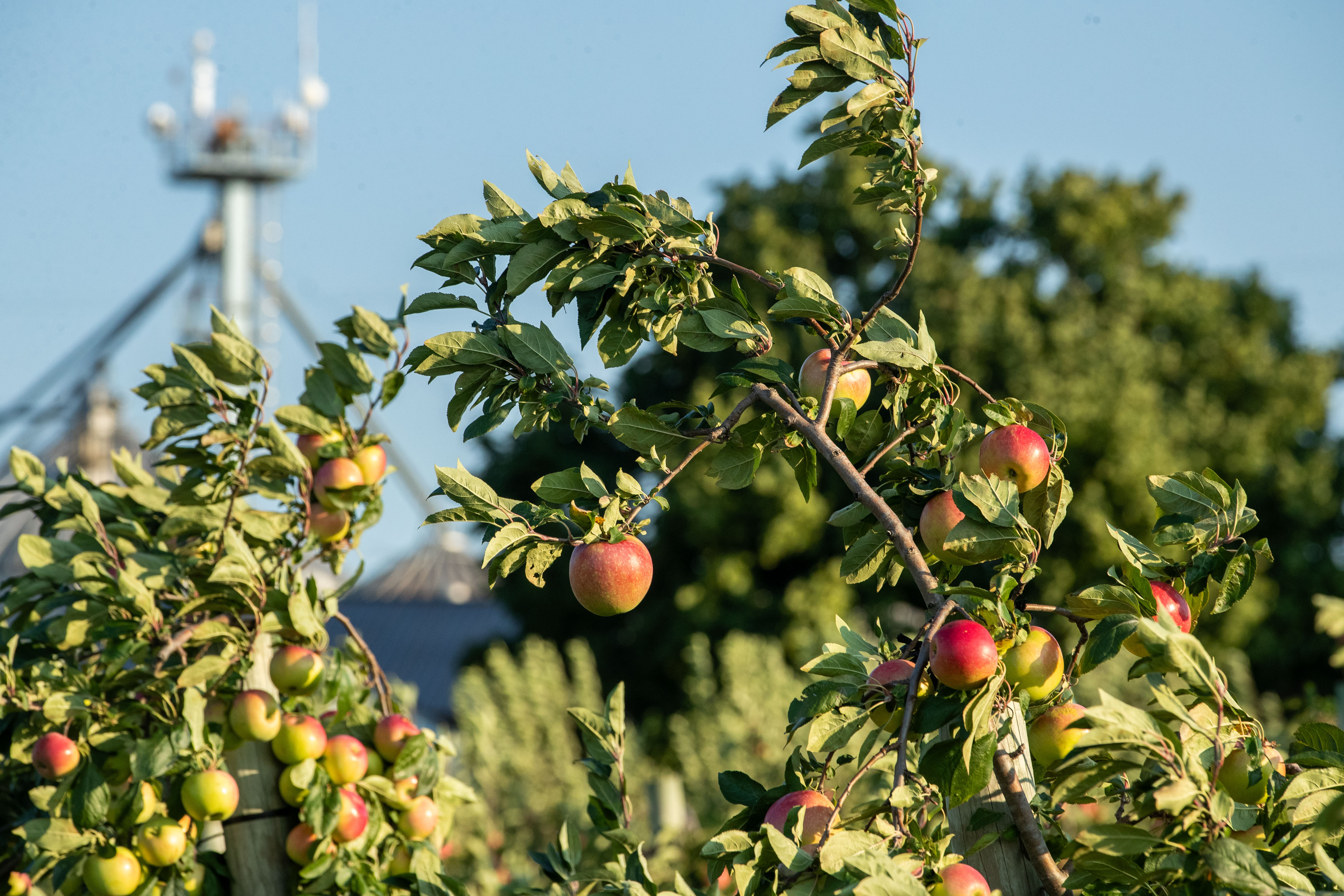 Green Apples Focus Agriculture Production Organic Apples Apple