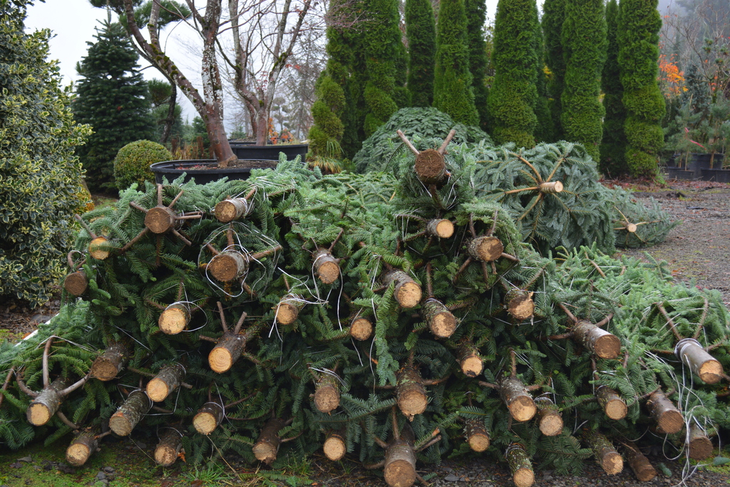 2020 Christmas trees in Oregon
