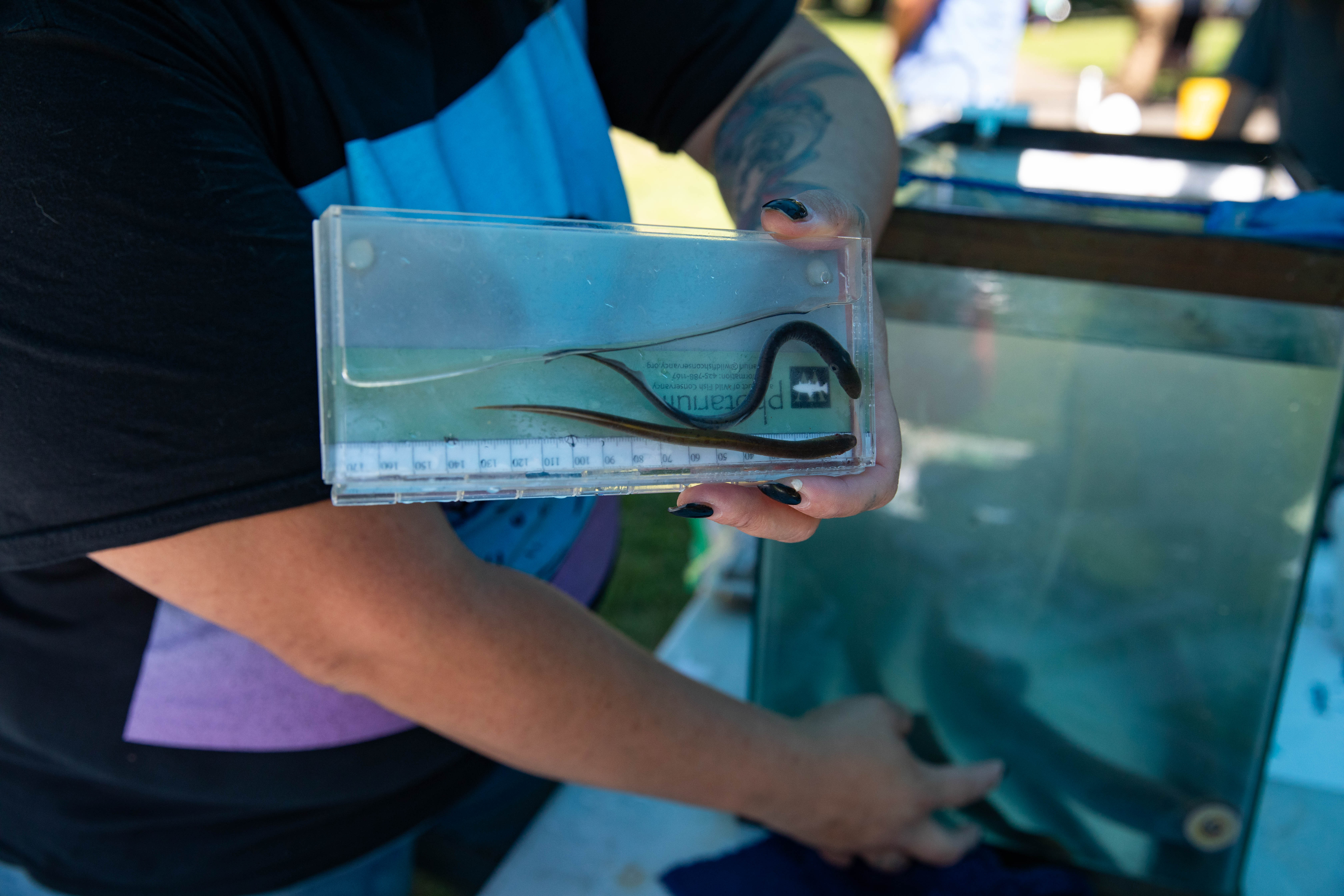 2023 Yakama Nation Willamette Falls Lamprey Celebration - oregonlive.com