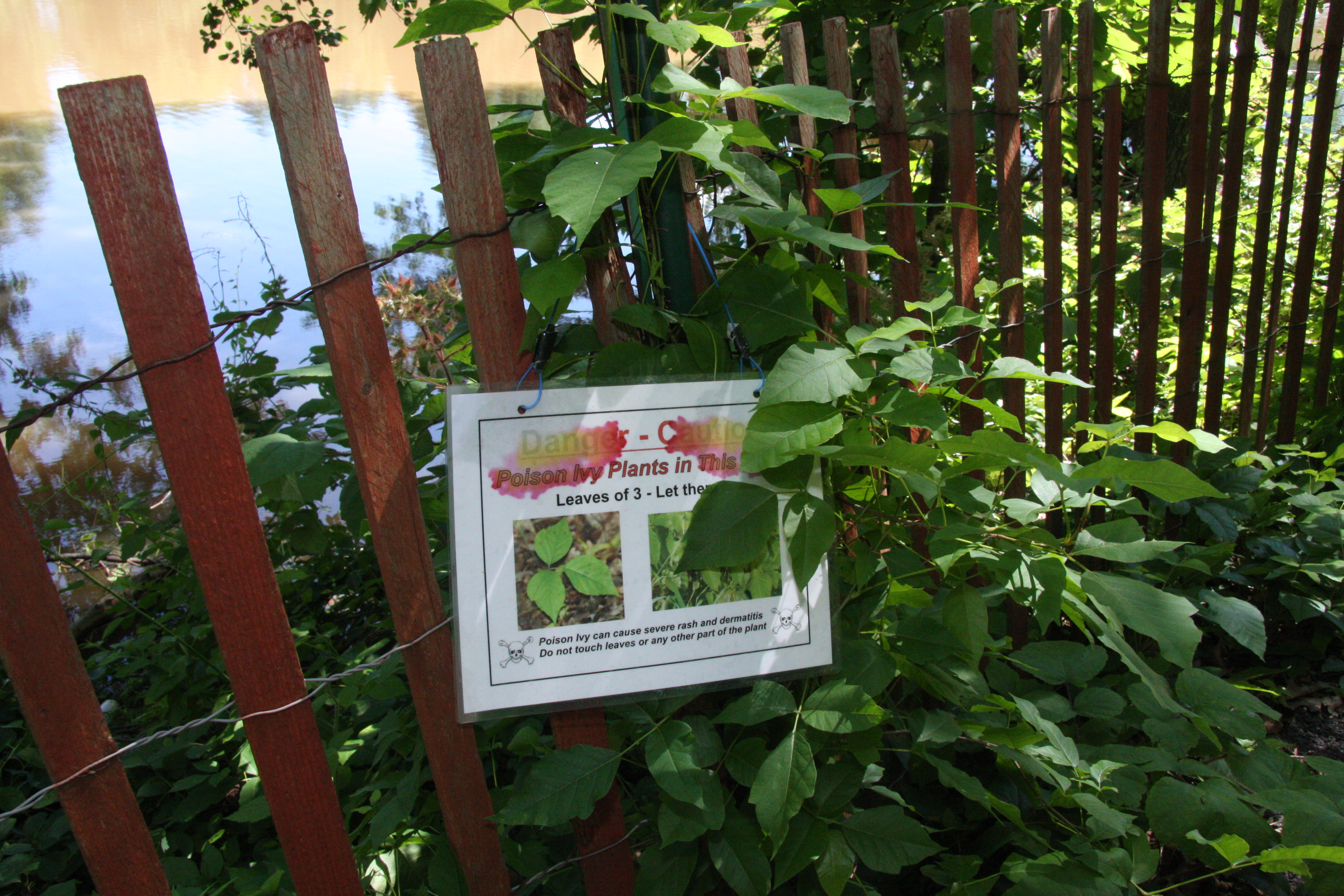 Honeysuckle: How to make a tea from the invasive plant - silive.com