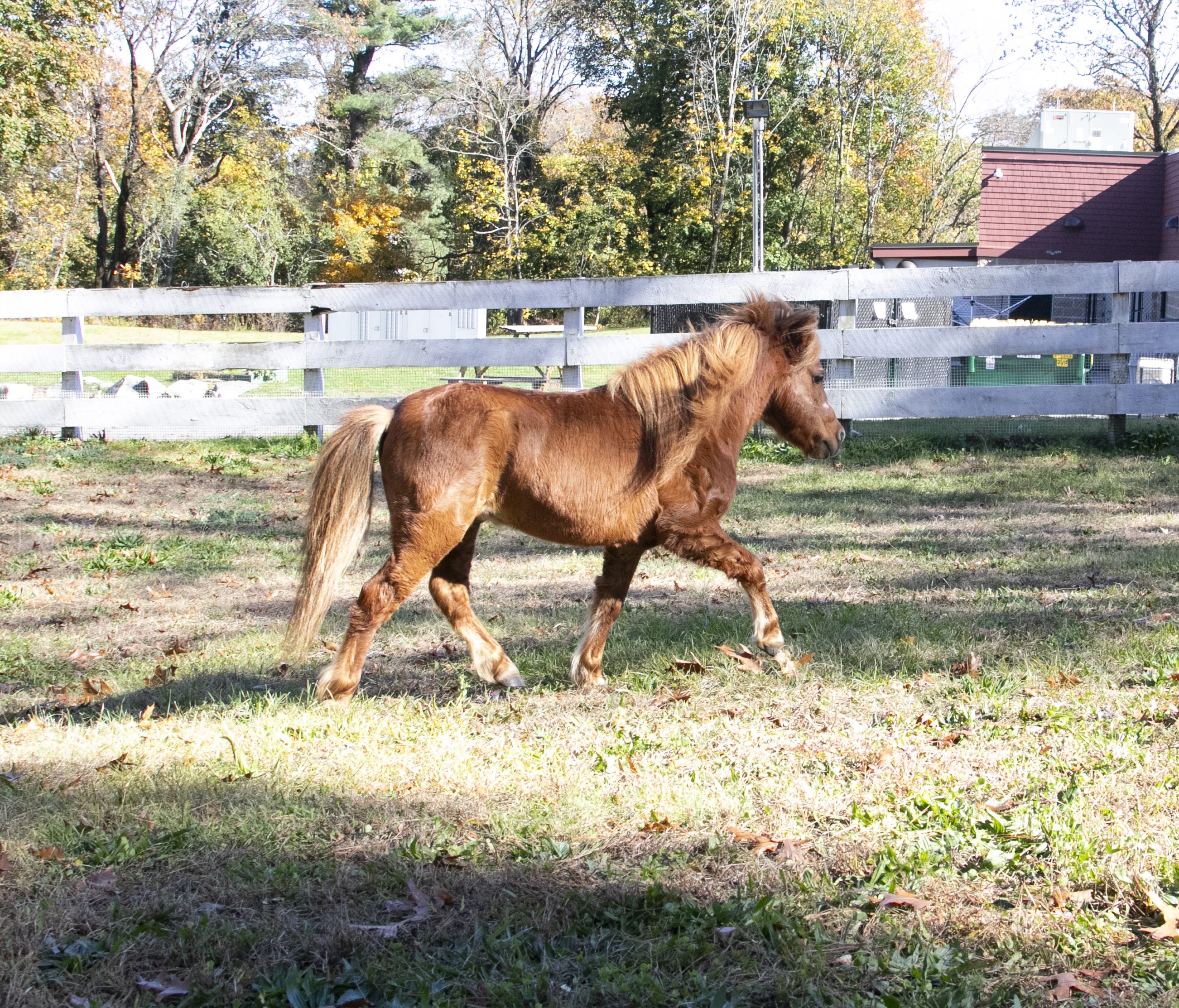 Mischievous mini stallion siblings need new home in Massachusetts -  masslive.com