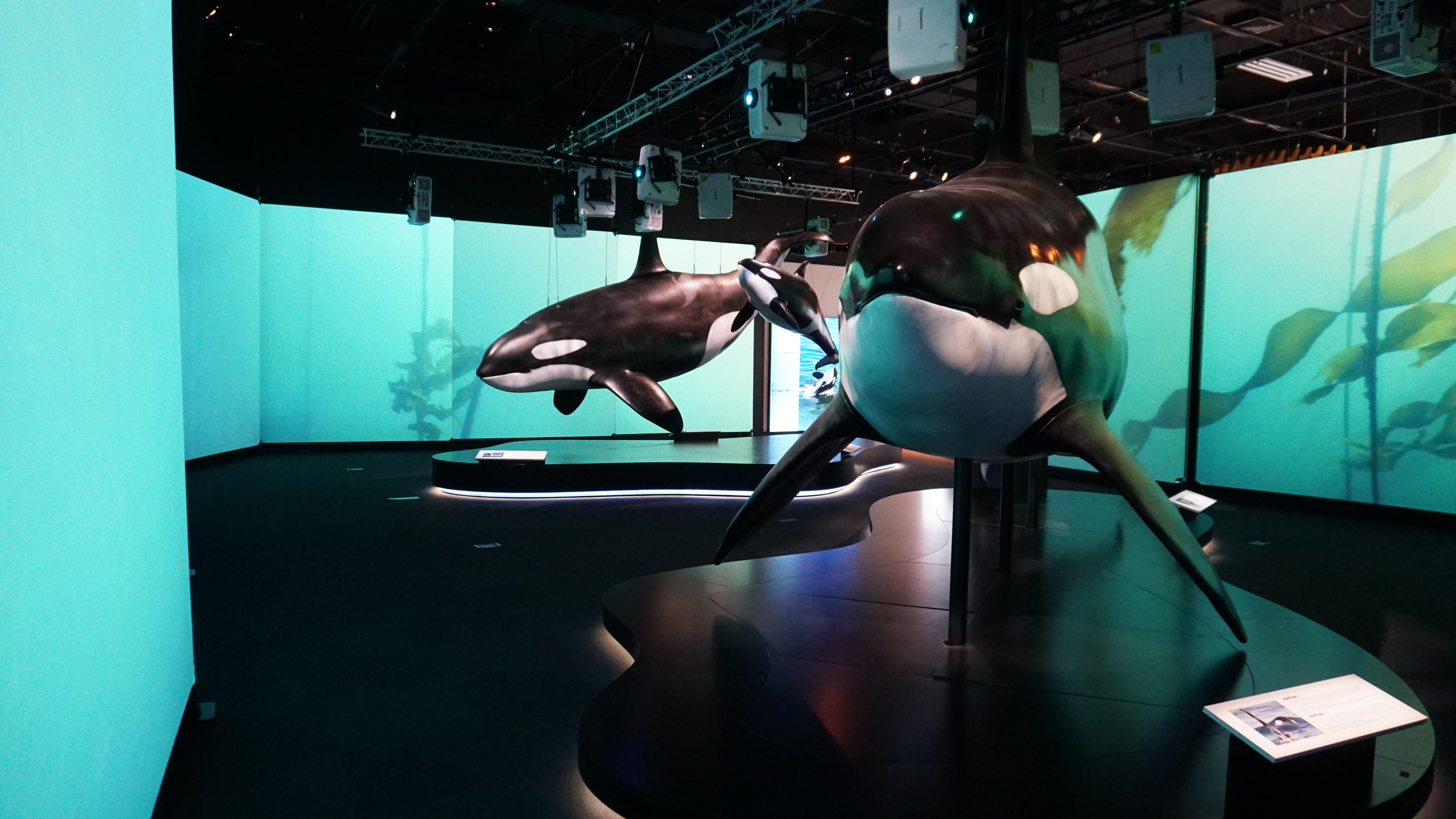 Orca exhibit at OMSI features fossils, artifacts, life-size