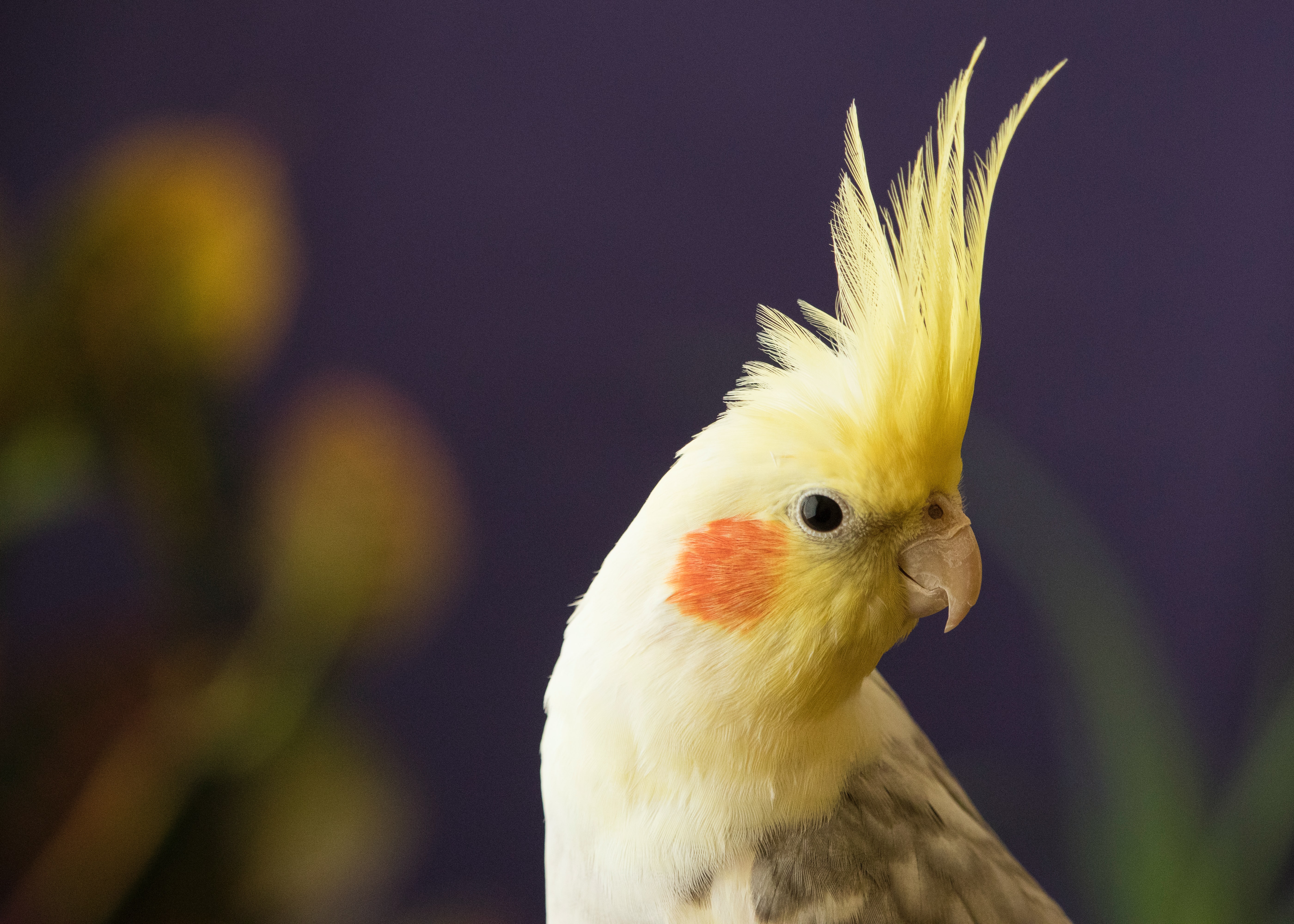 Cockatiel store andy griffith