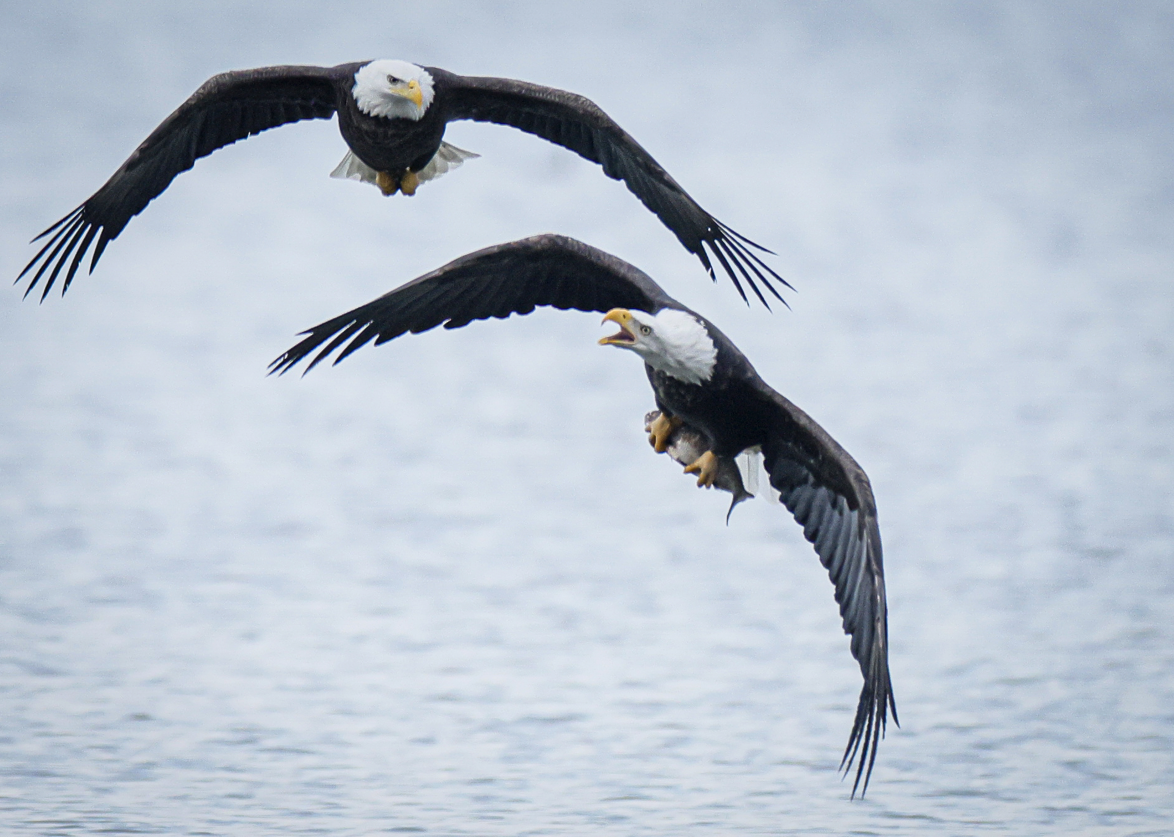 Bald eagles return to Onondaga Lake in Syracuse - syracuse.com