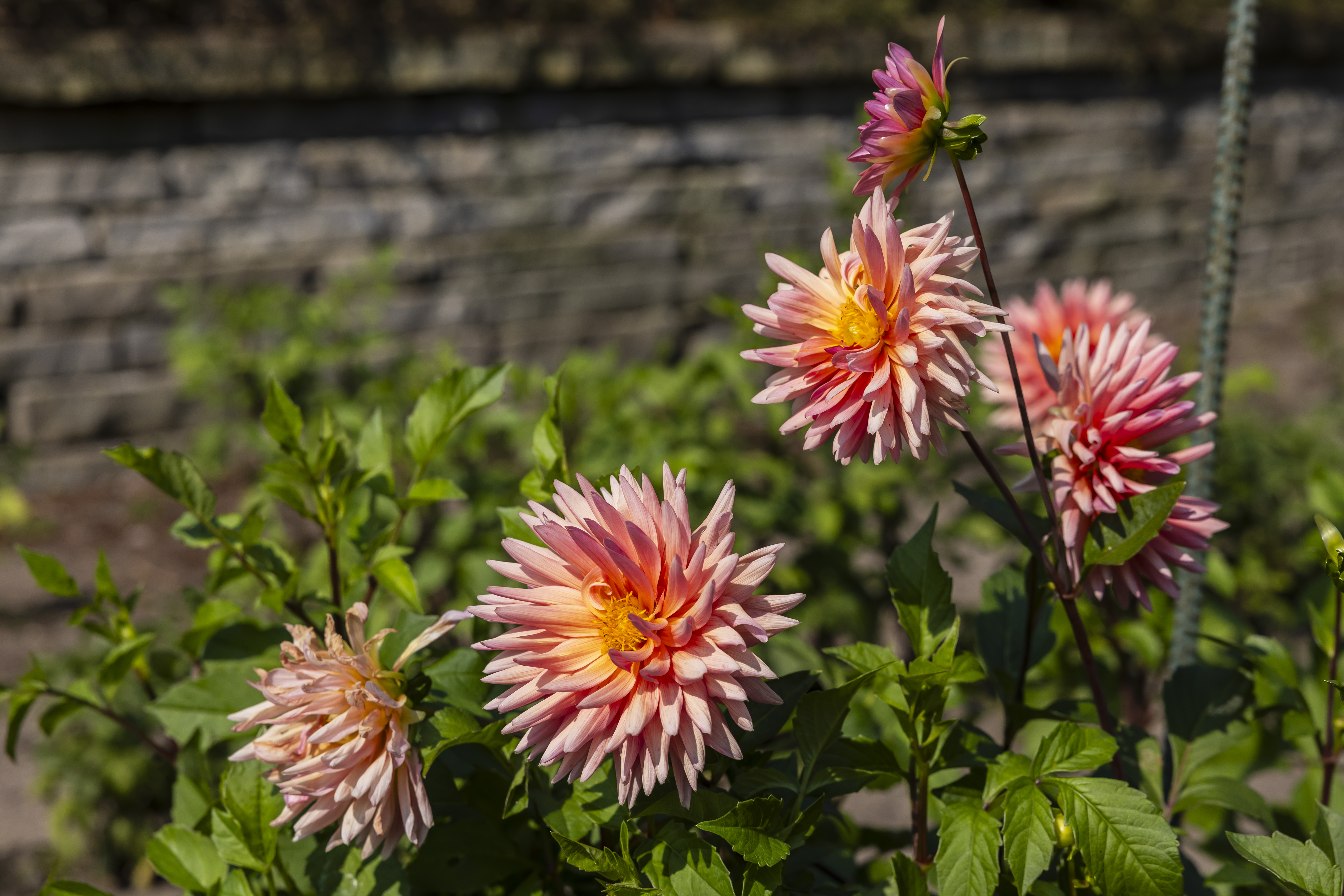 ArboralisCASK&Orchard House2本[DAAALAND様] JAYDEN CREATION Leslie Mid-Century Modern Acorn 2-Drawer