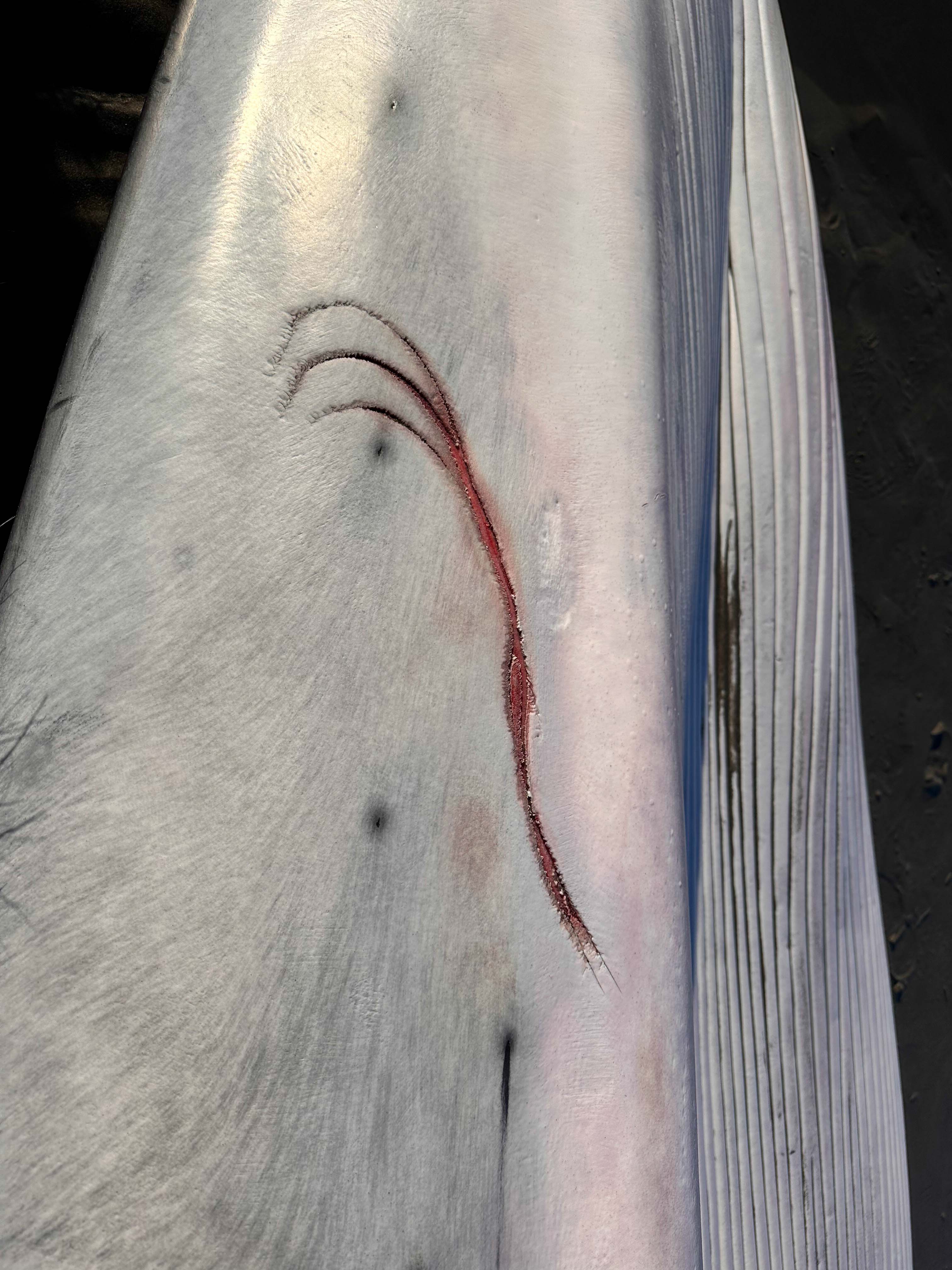 Fin Whale Found on Oregon Coast - oregonlive.com