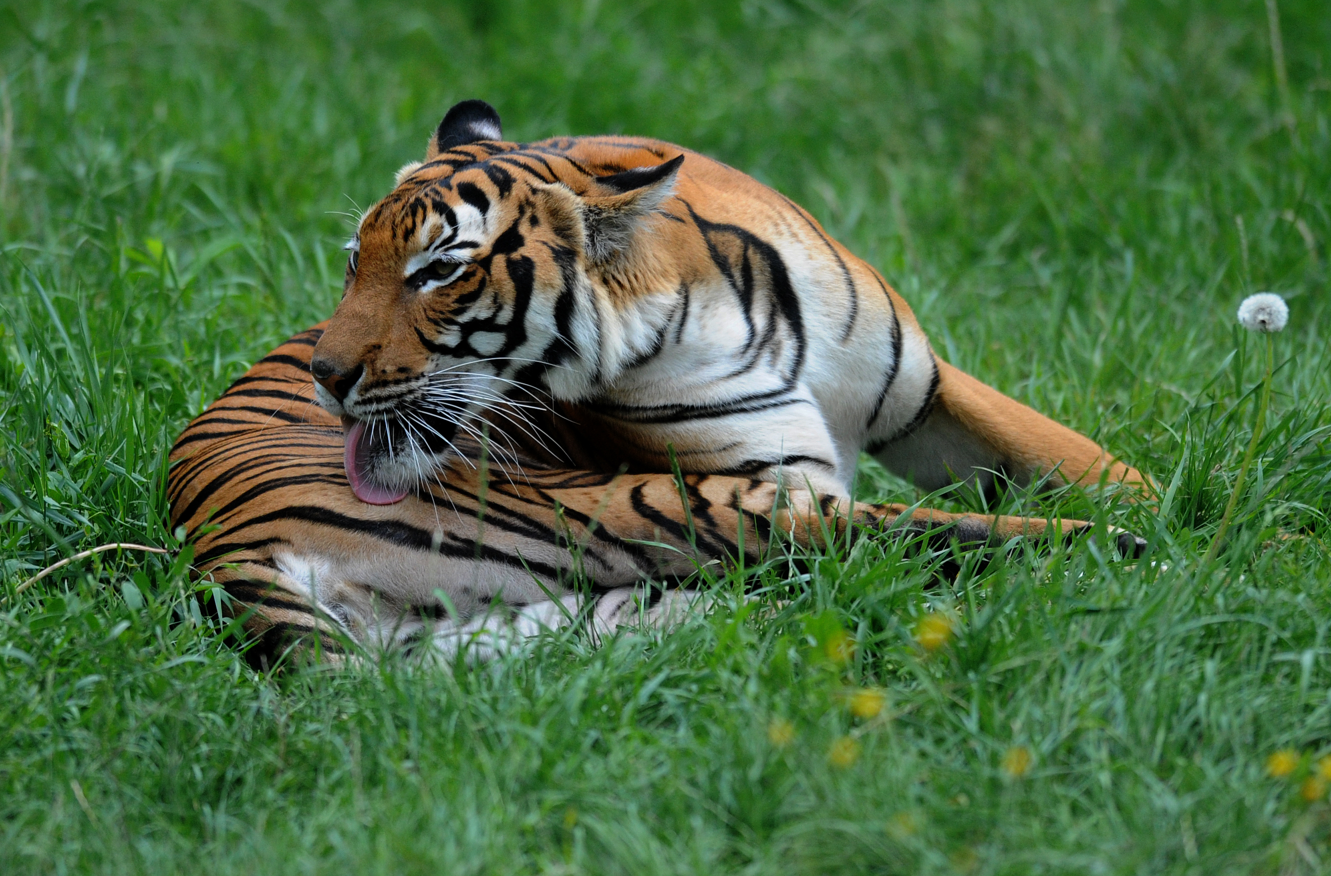 Tiger at NYC's Bronx Zoo tests positive for coronavirus