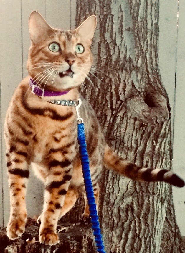 A walk on the wild side with Ripr the Bengal cat Send us your pet